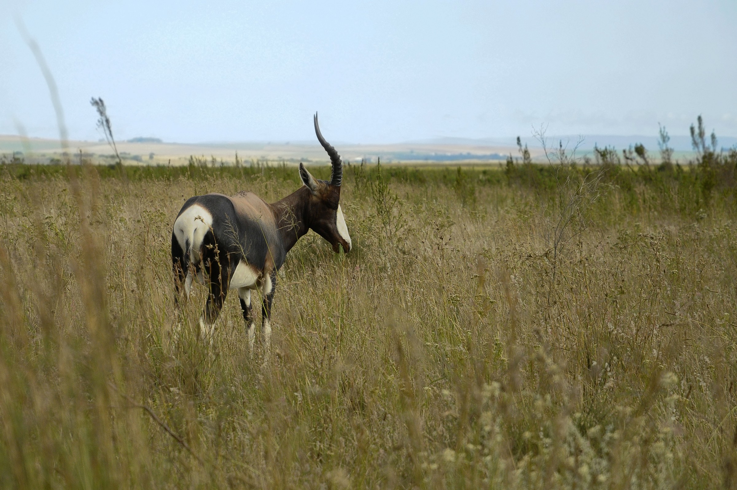 Bontebok