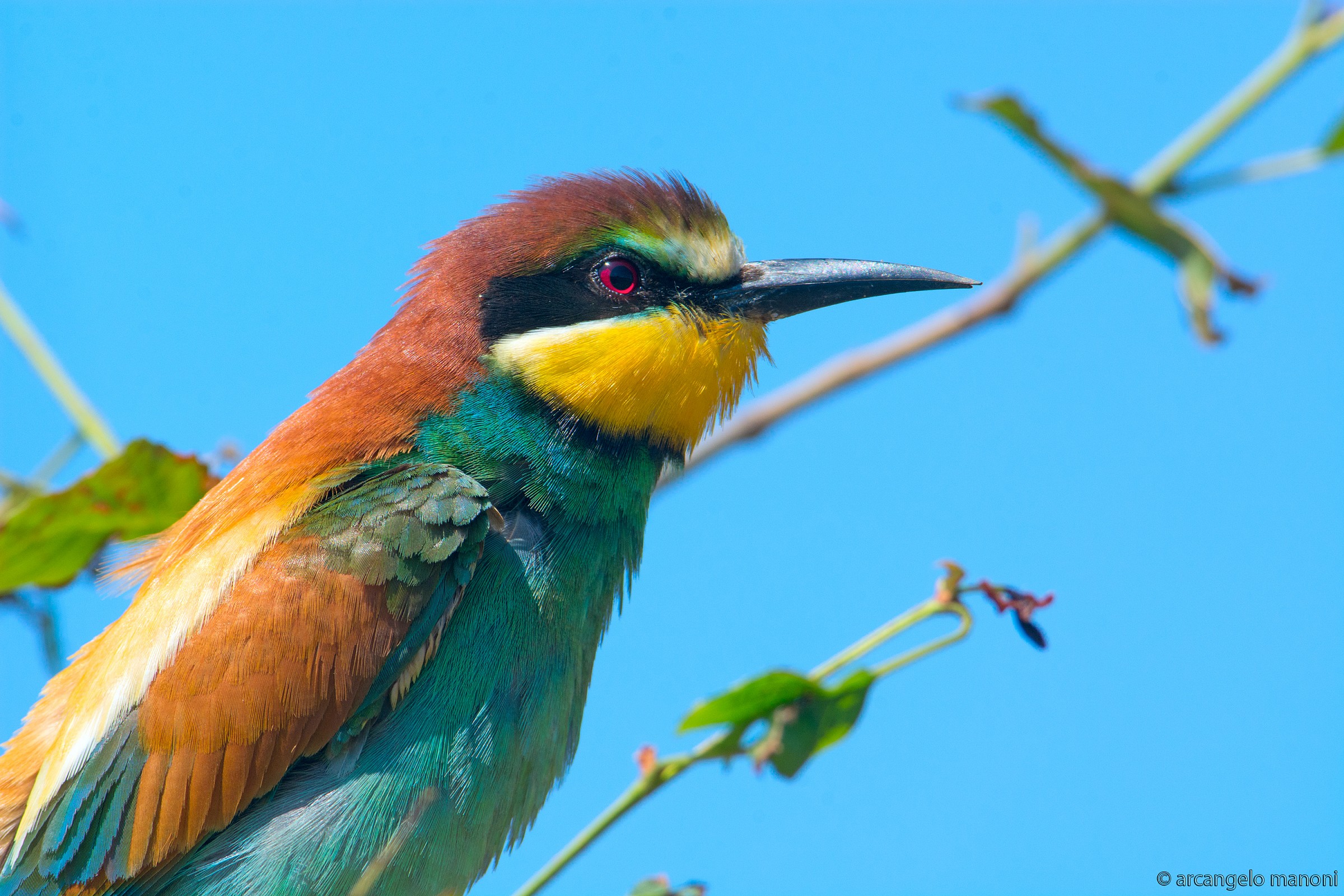 Ritrattone al gruccione