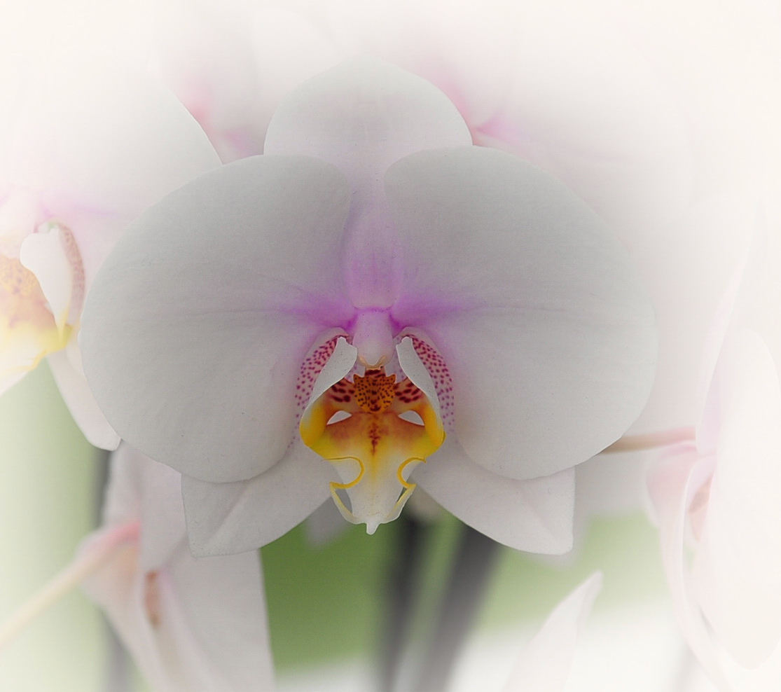 Orchidea
