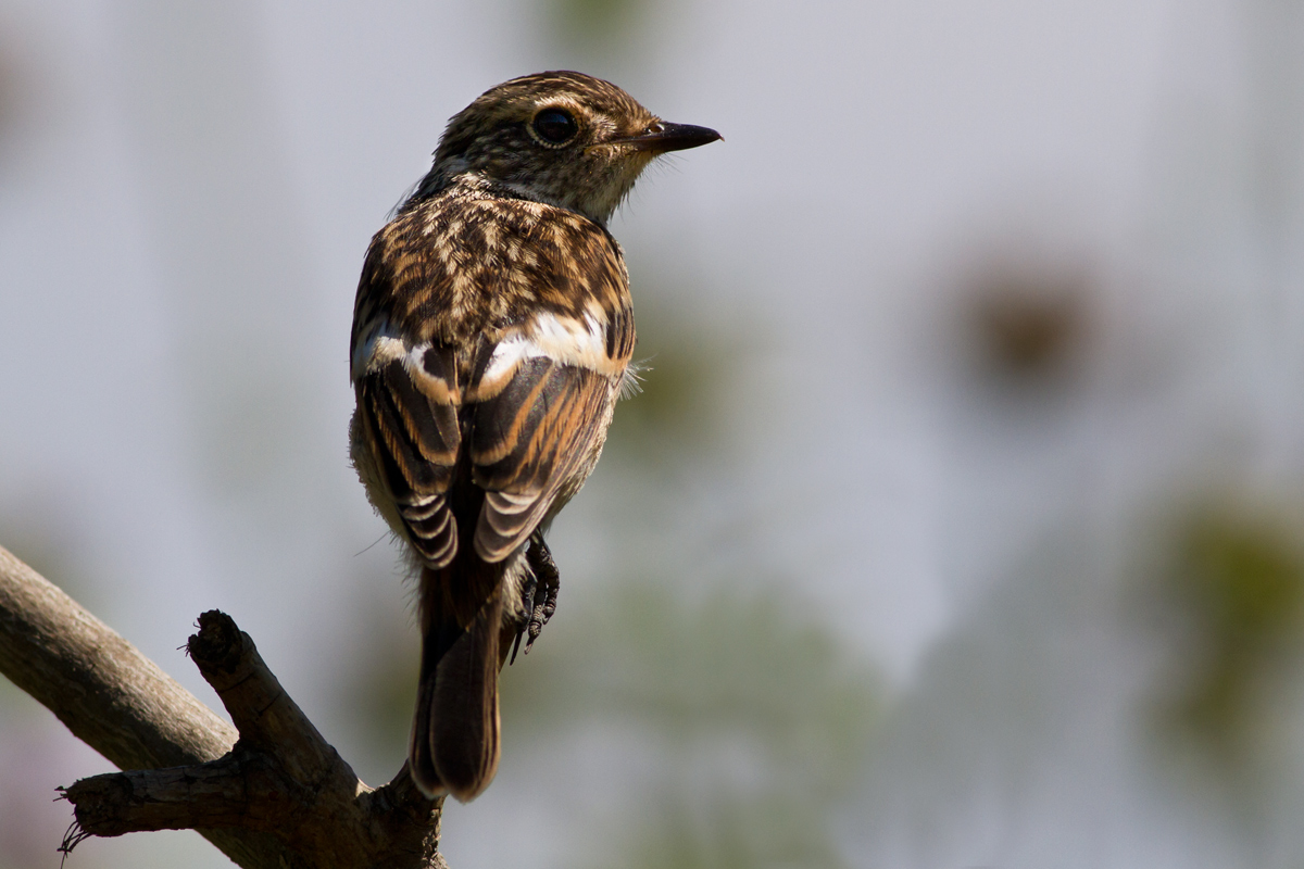 Help for identification