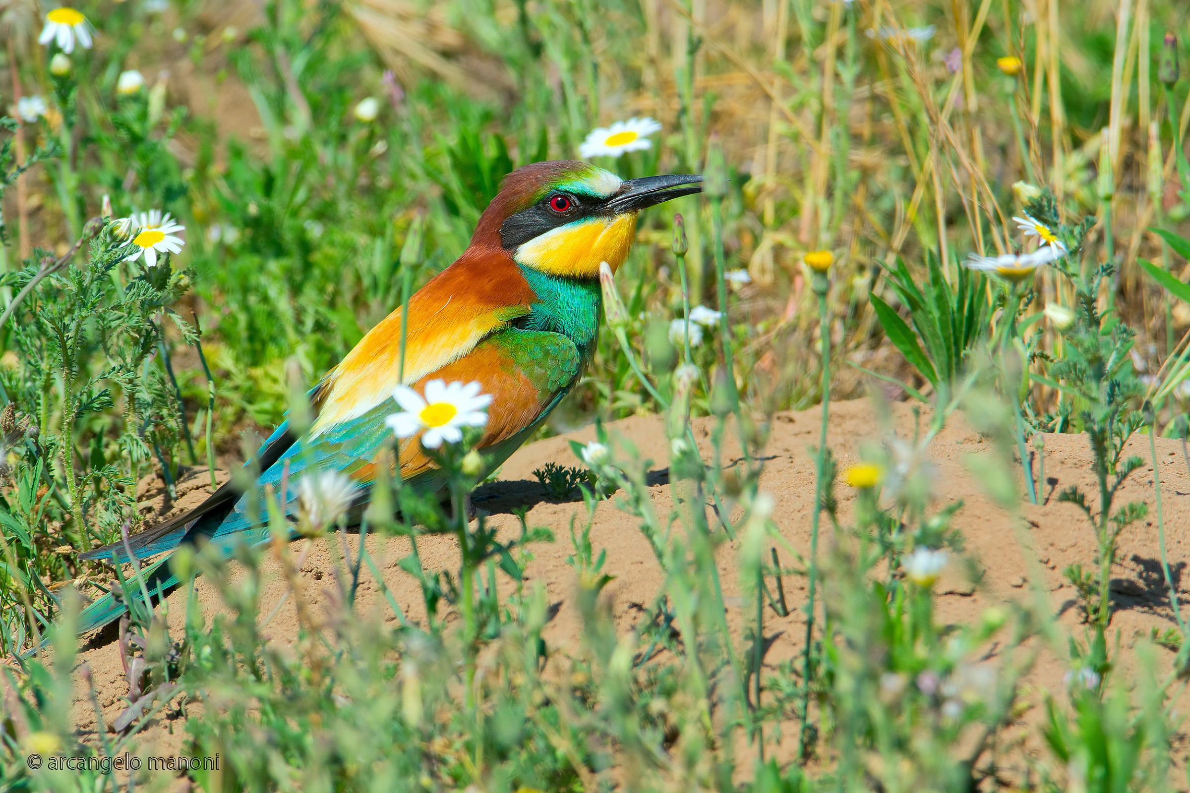 Sono davanti alla mia casa con giardino