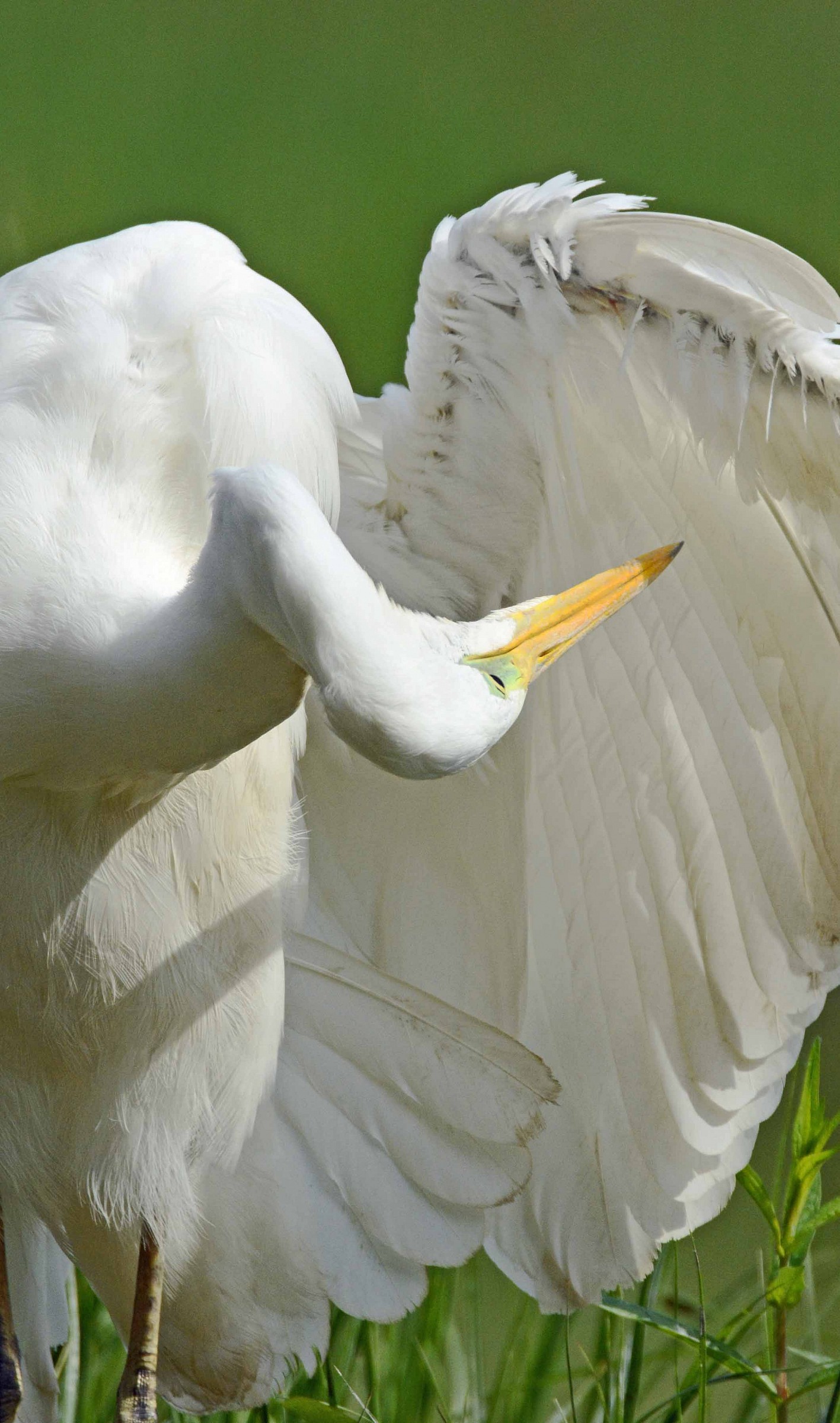 heron bianco_cure hygiene