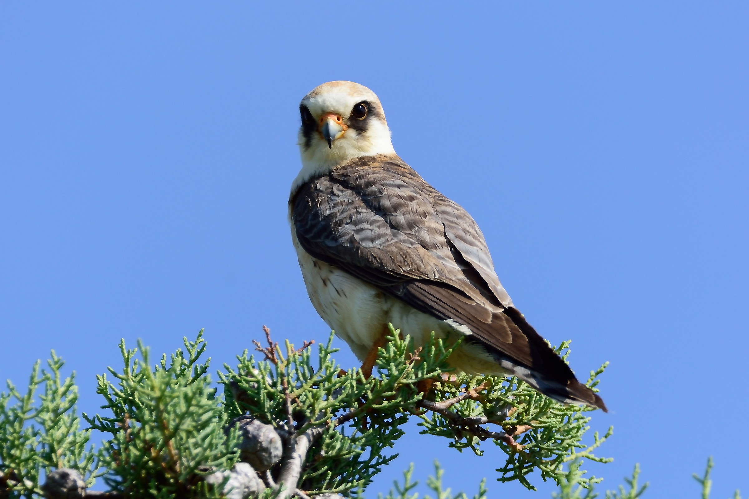 Red-footed Falcon