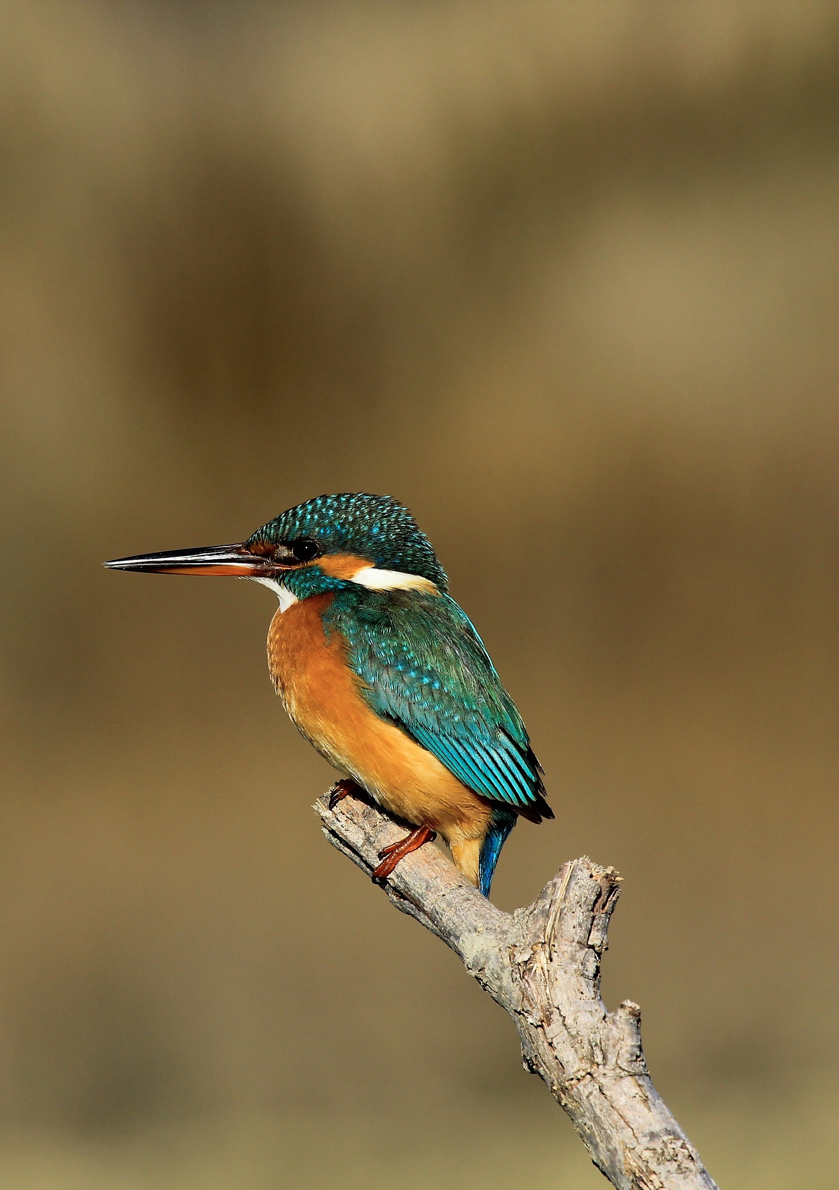 Kingfisher