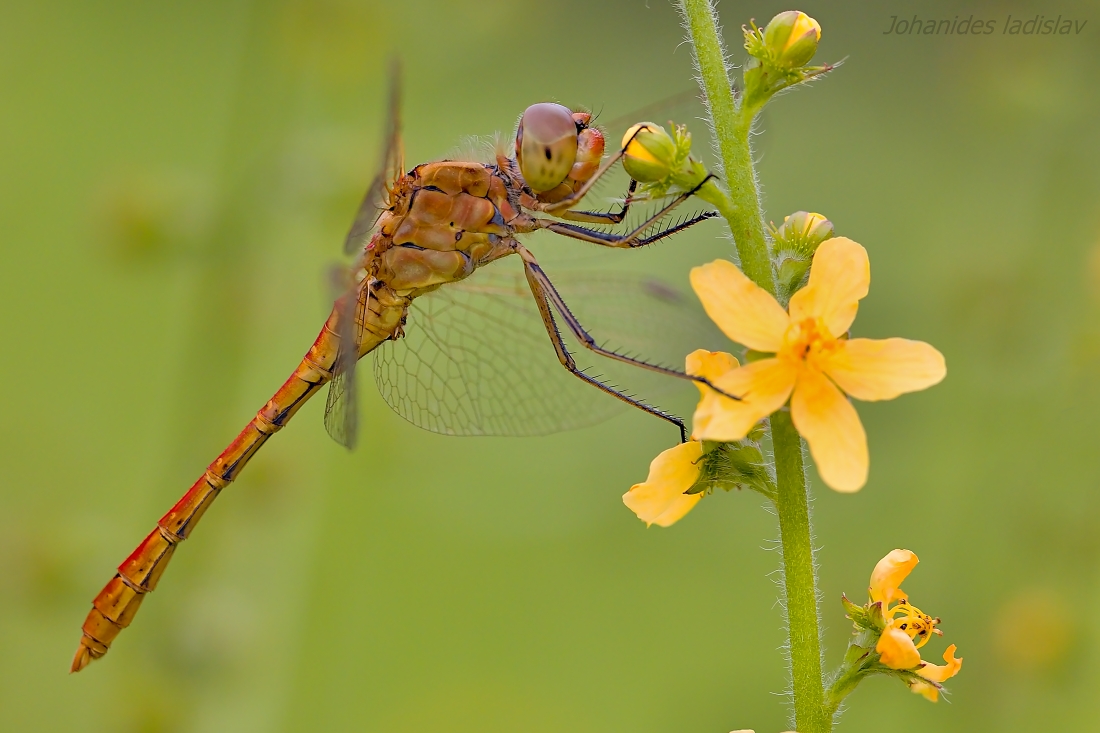 Sympetrum meridionale