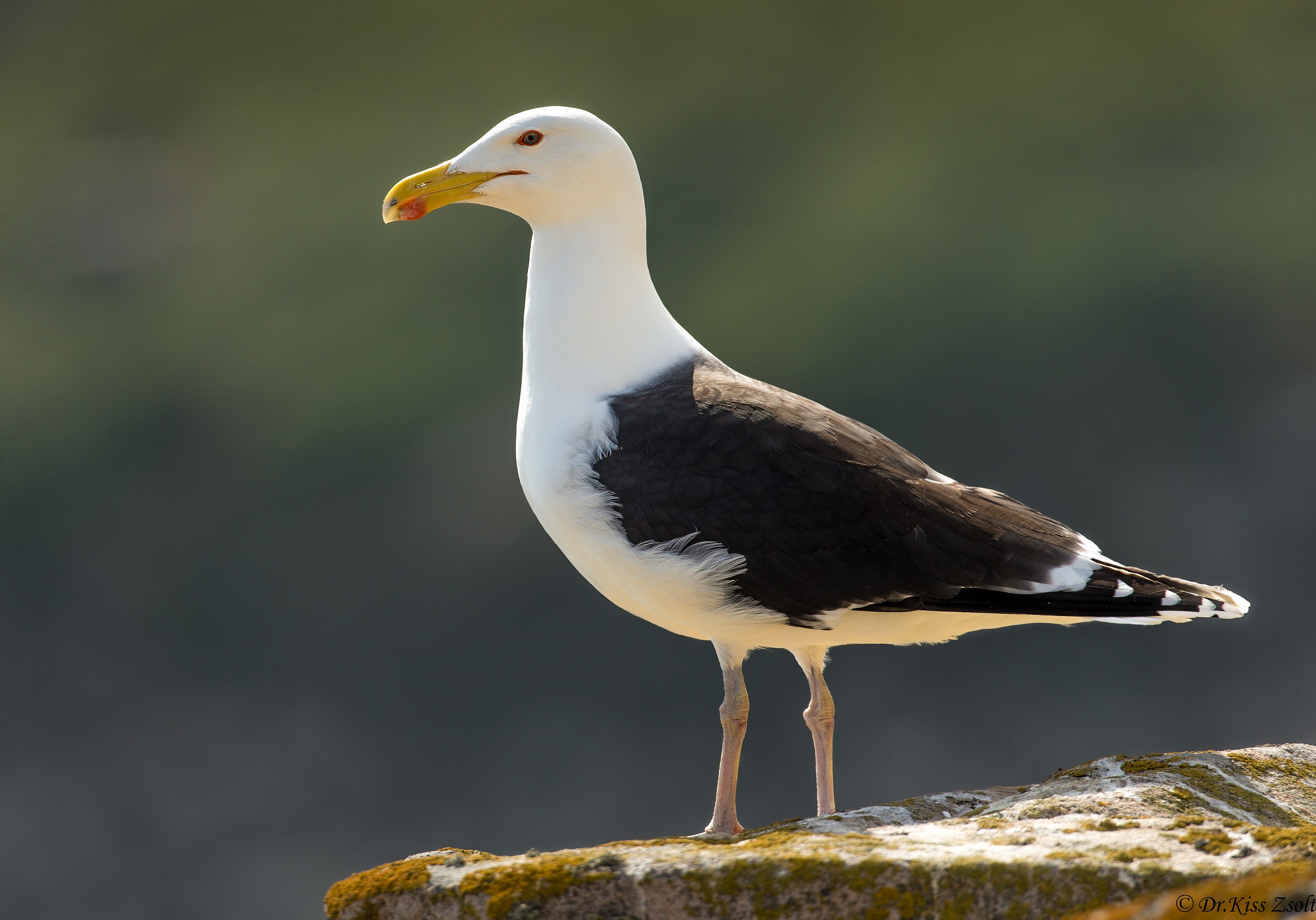 Gull in blacklight