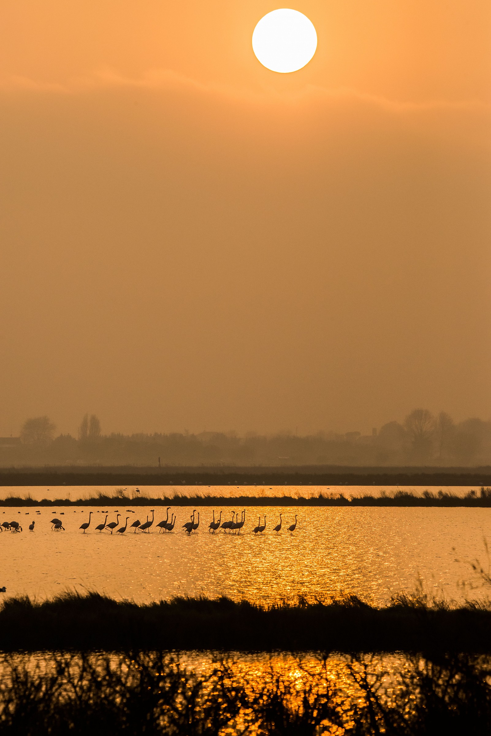 i fenicotteri delle saline