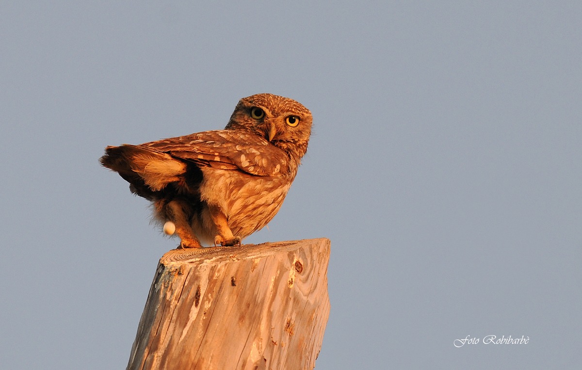Civetta...espulsione all'alba...