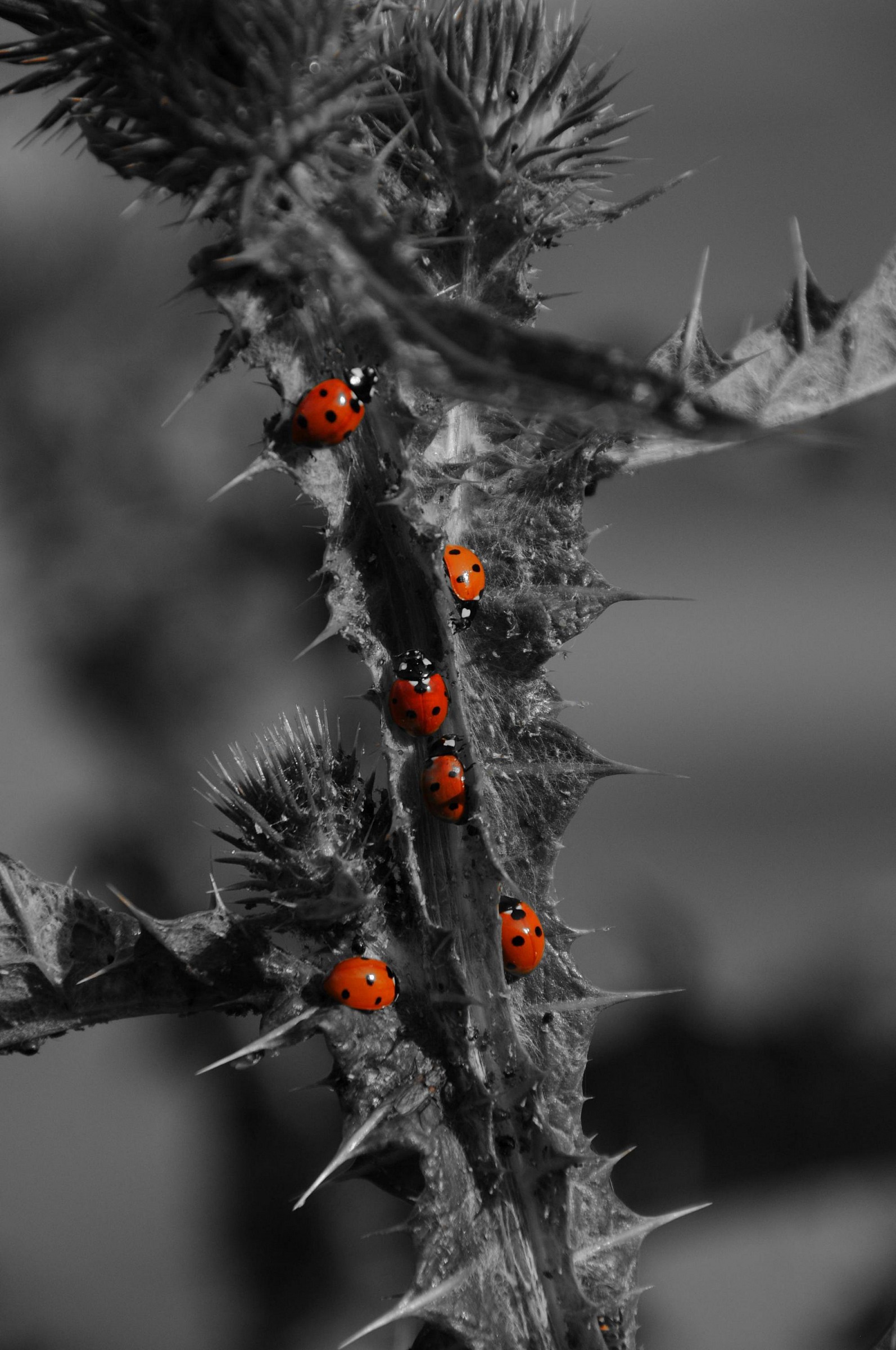 Coccinelle