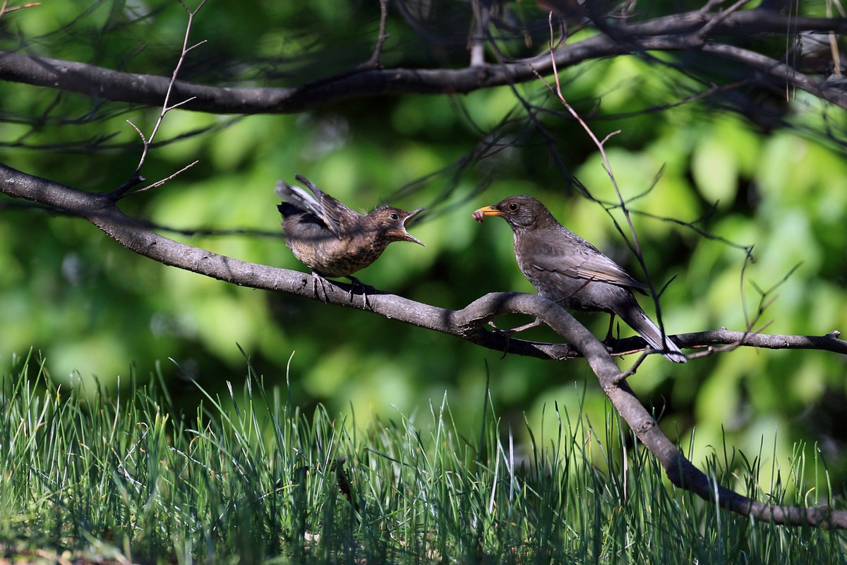 small but very hungry