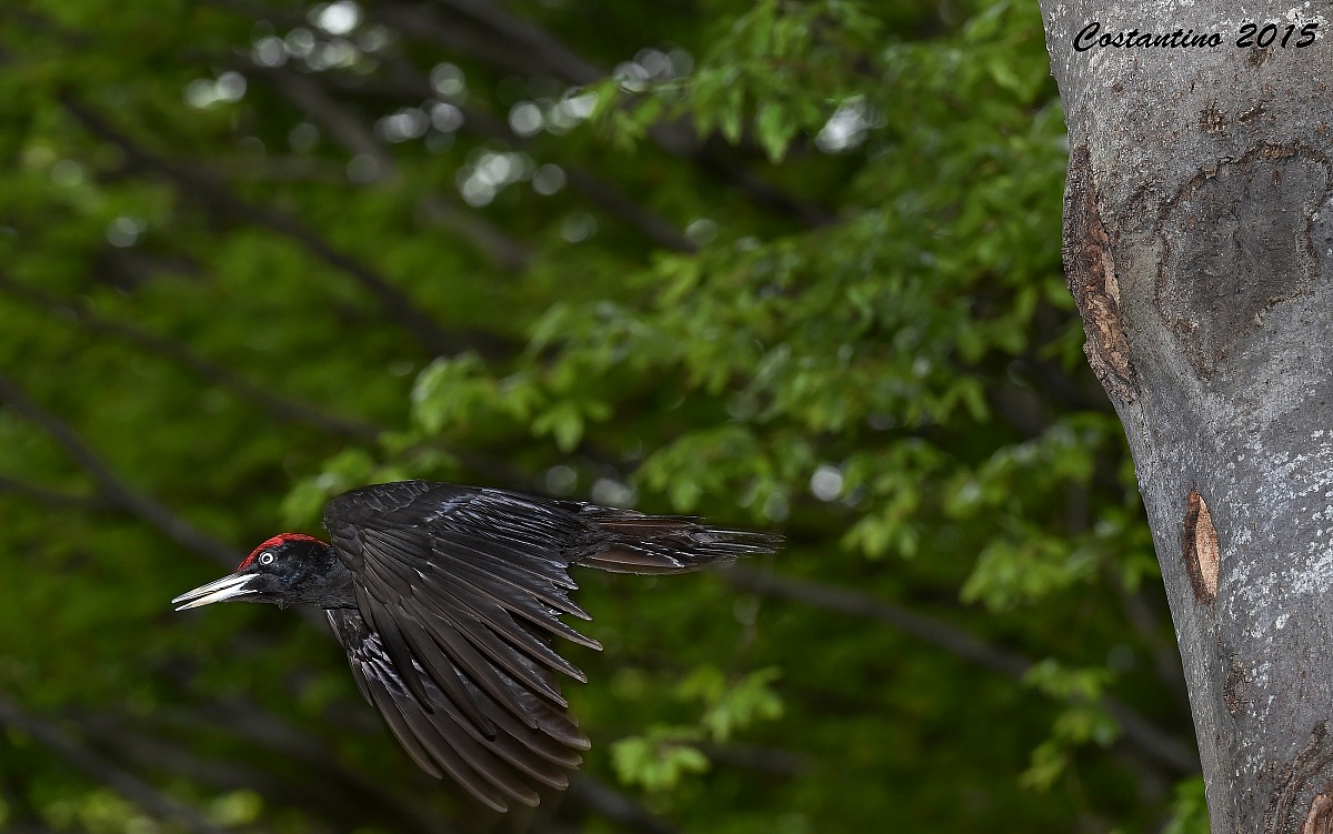 Black woodpecker [Dryocopus martius]