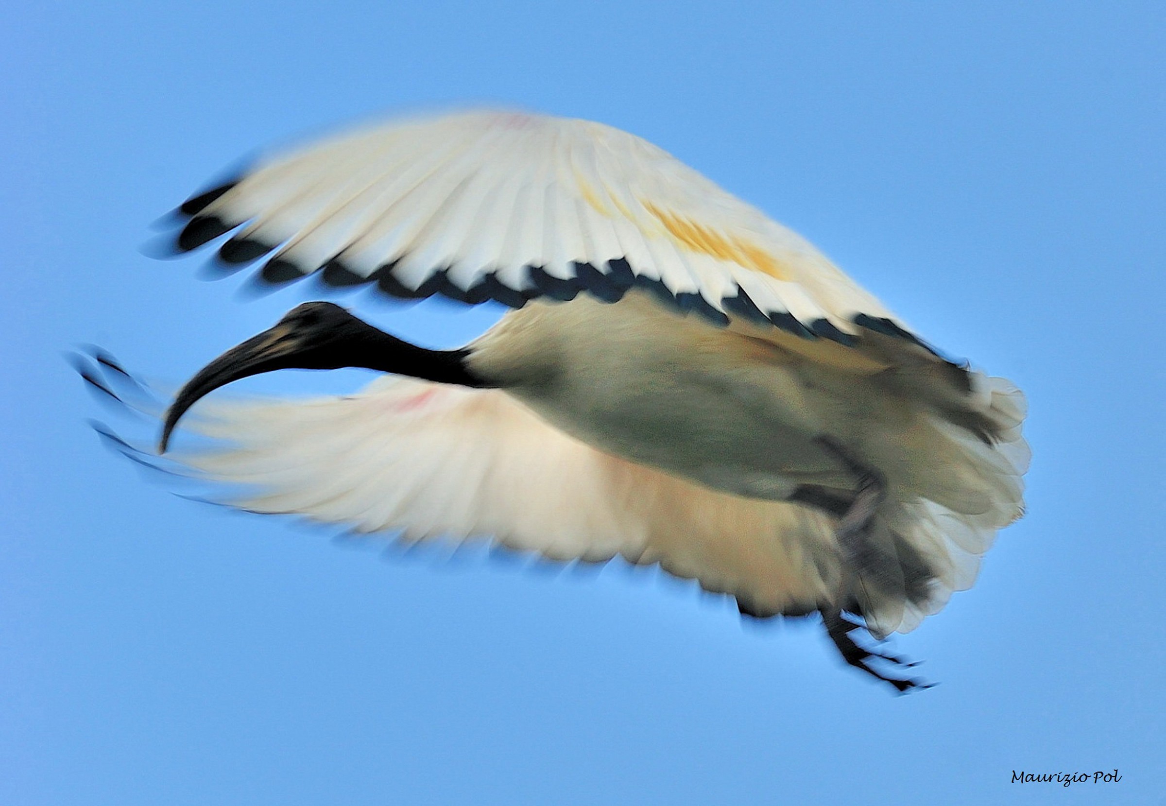 flight: sacred ibis