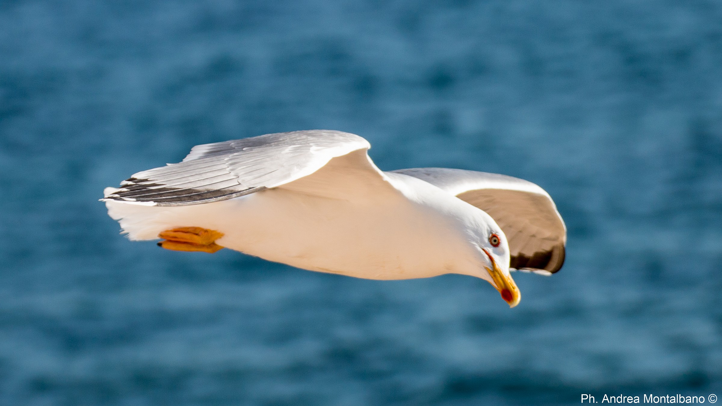 seagull