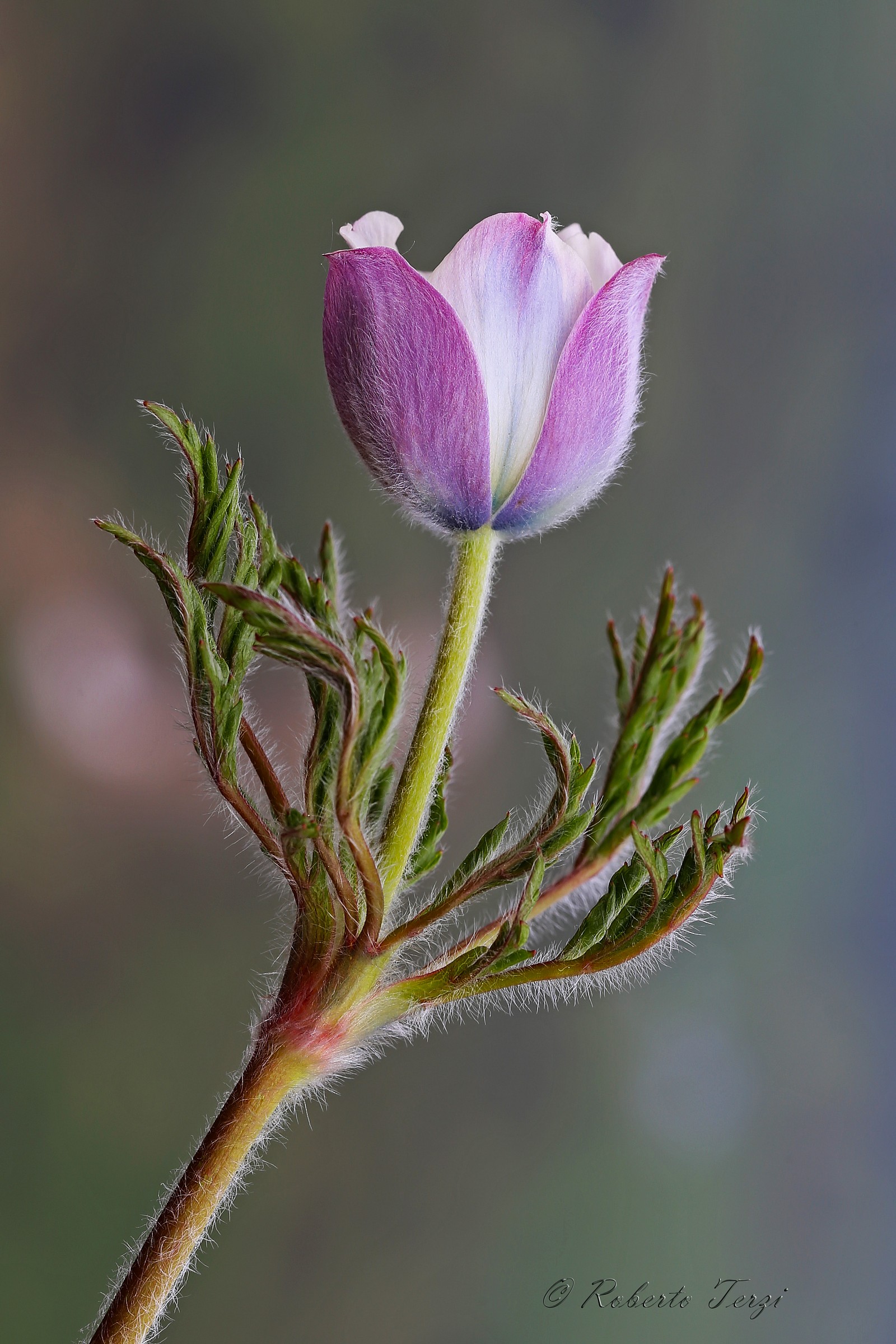 Pulsatilla alpina