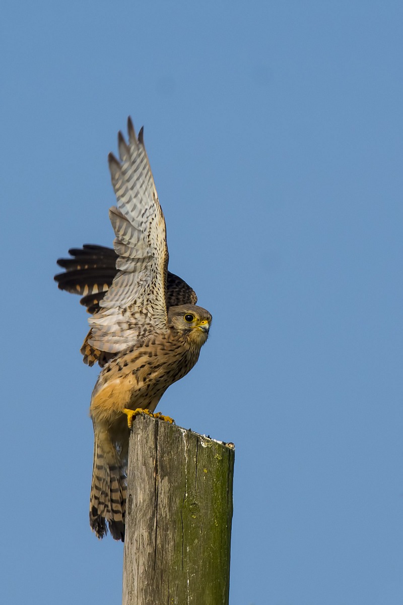 Kestrel