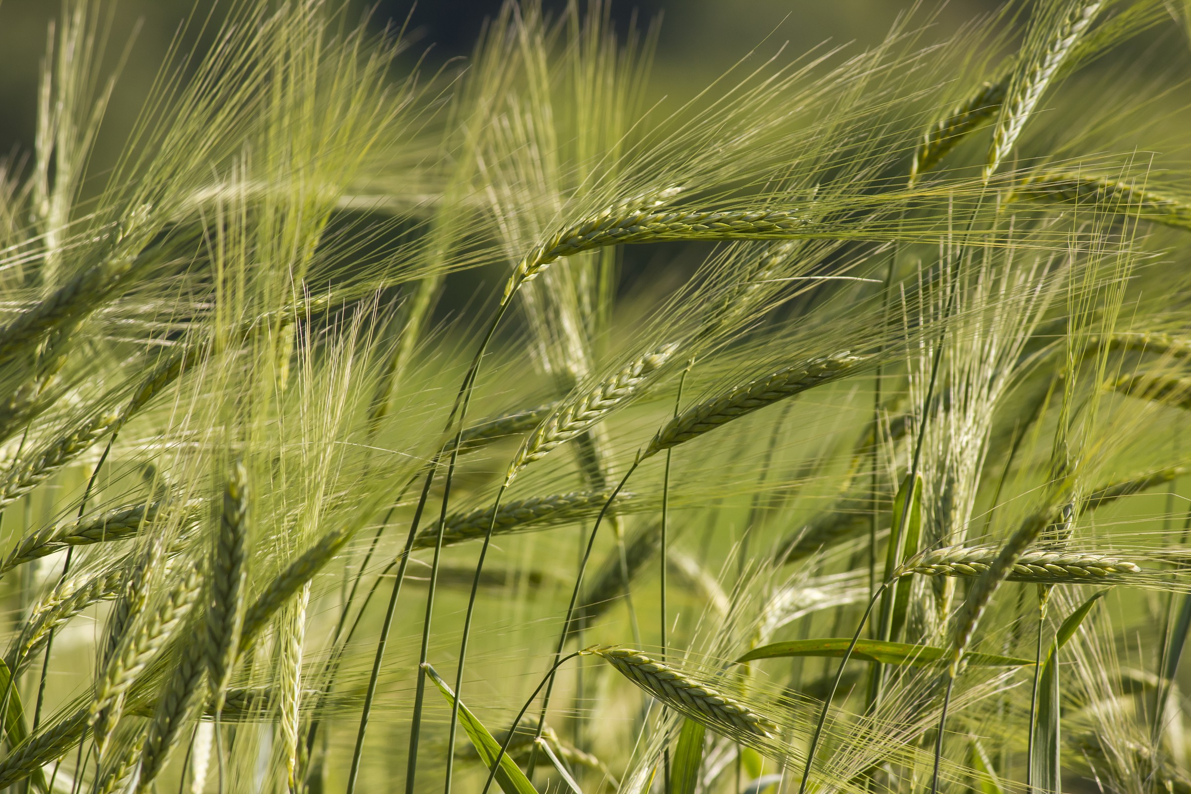 Qual è il segreto per fare una buona pasta ?