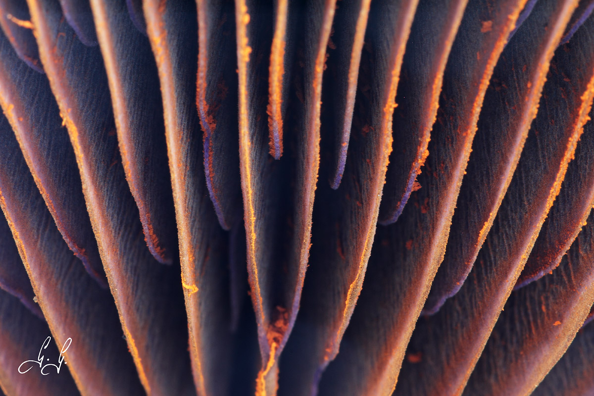 Strips, lamellule and spores.