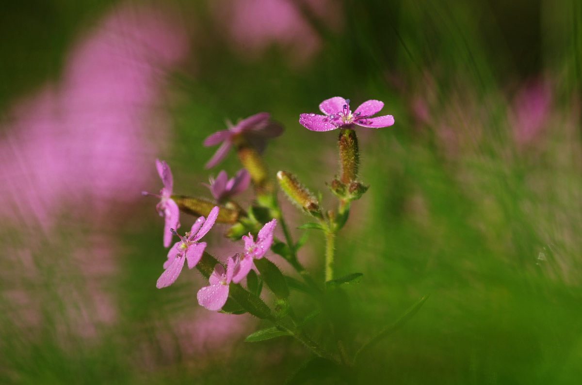 Saponaria rossa