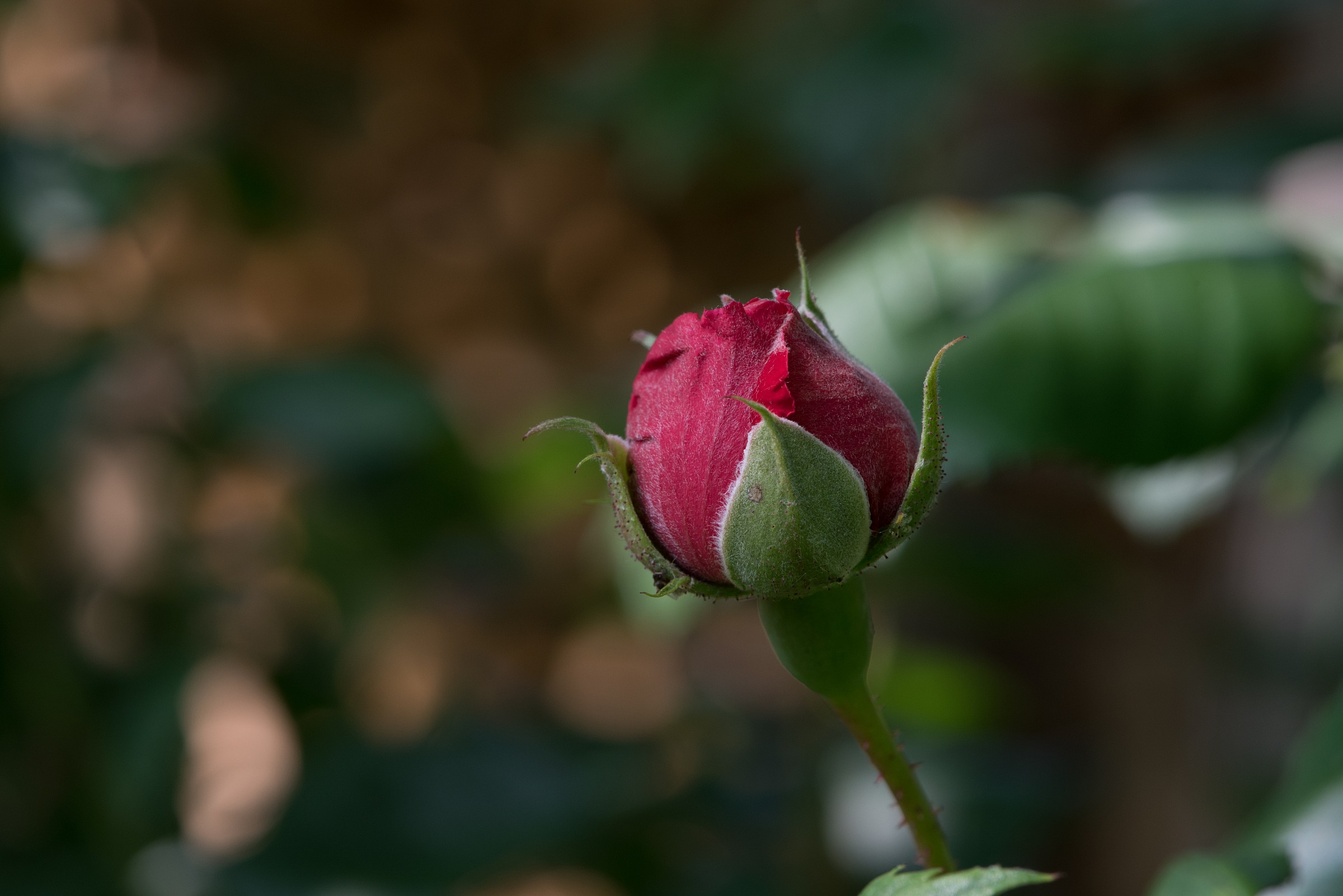 Rosebud