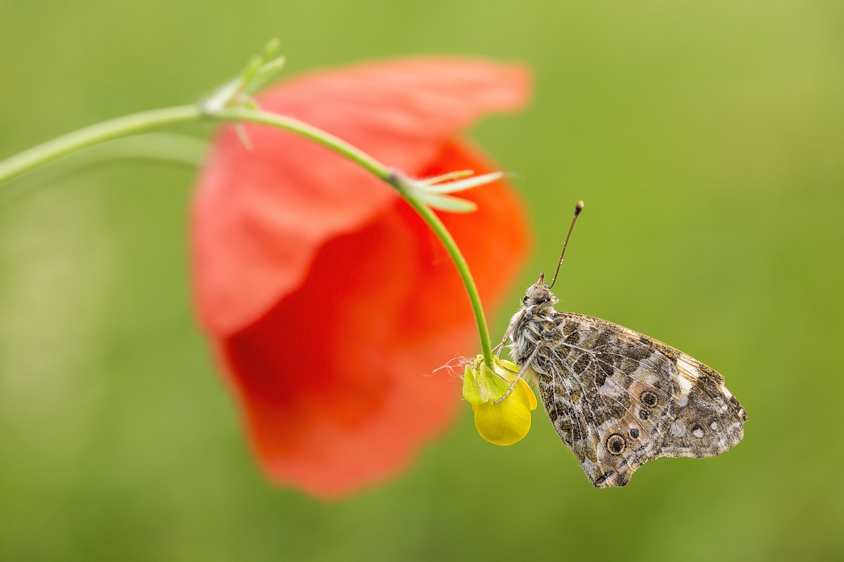 Sotto i Riflettori...