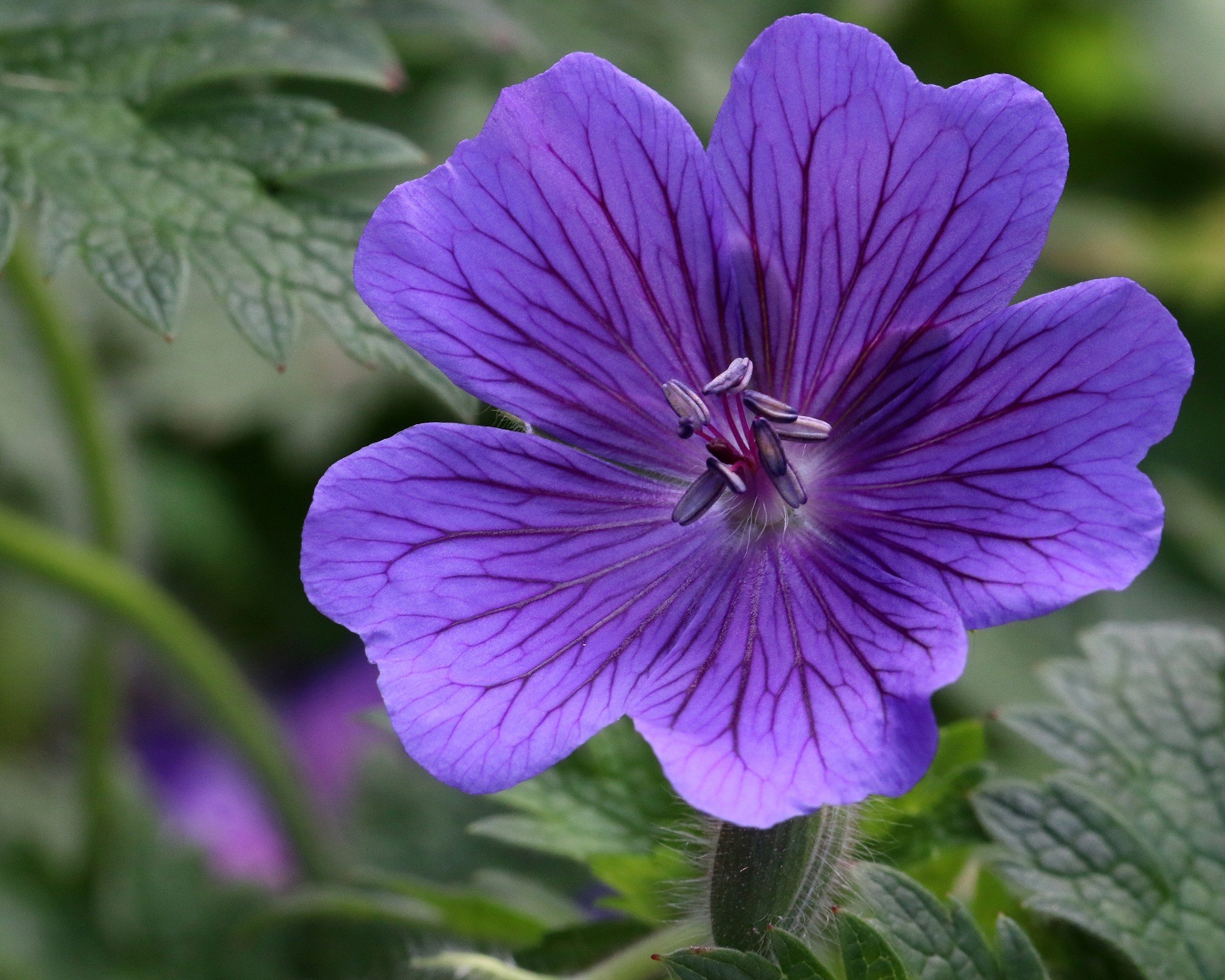 Geranium x magnificum