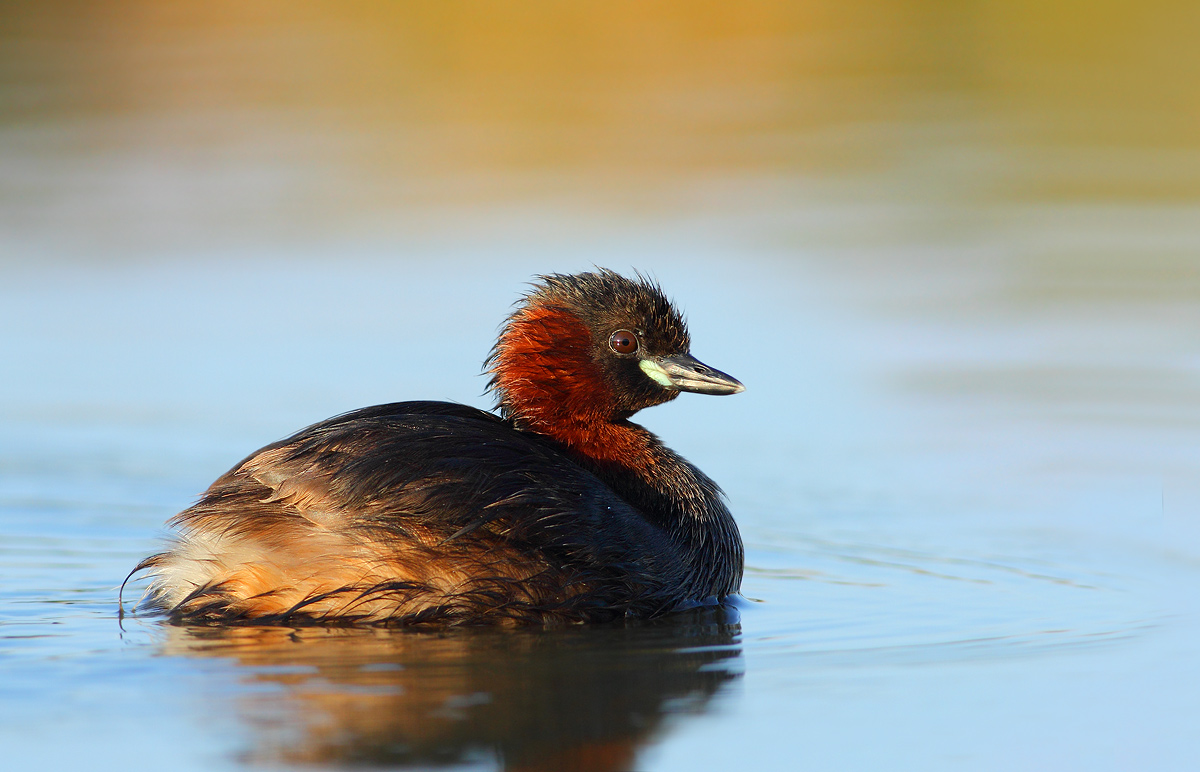 Little Grebe