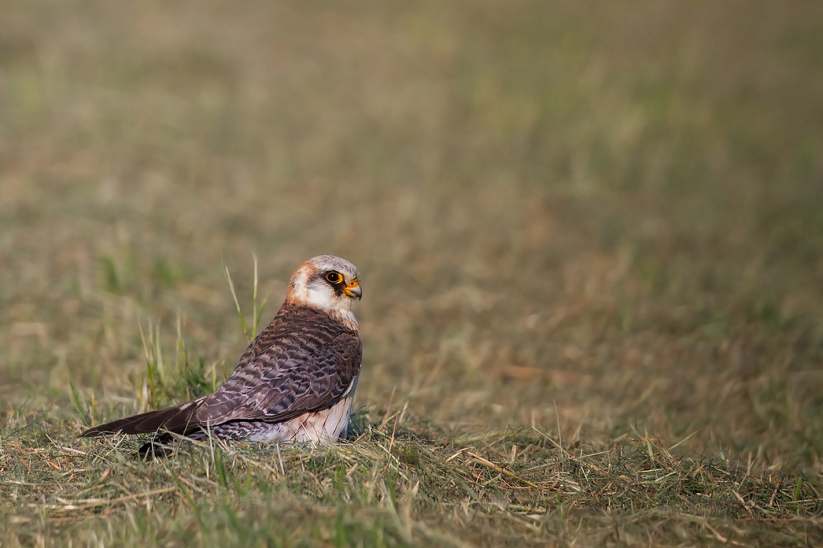 Falco cuculo femmina - Red footed falcon female