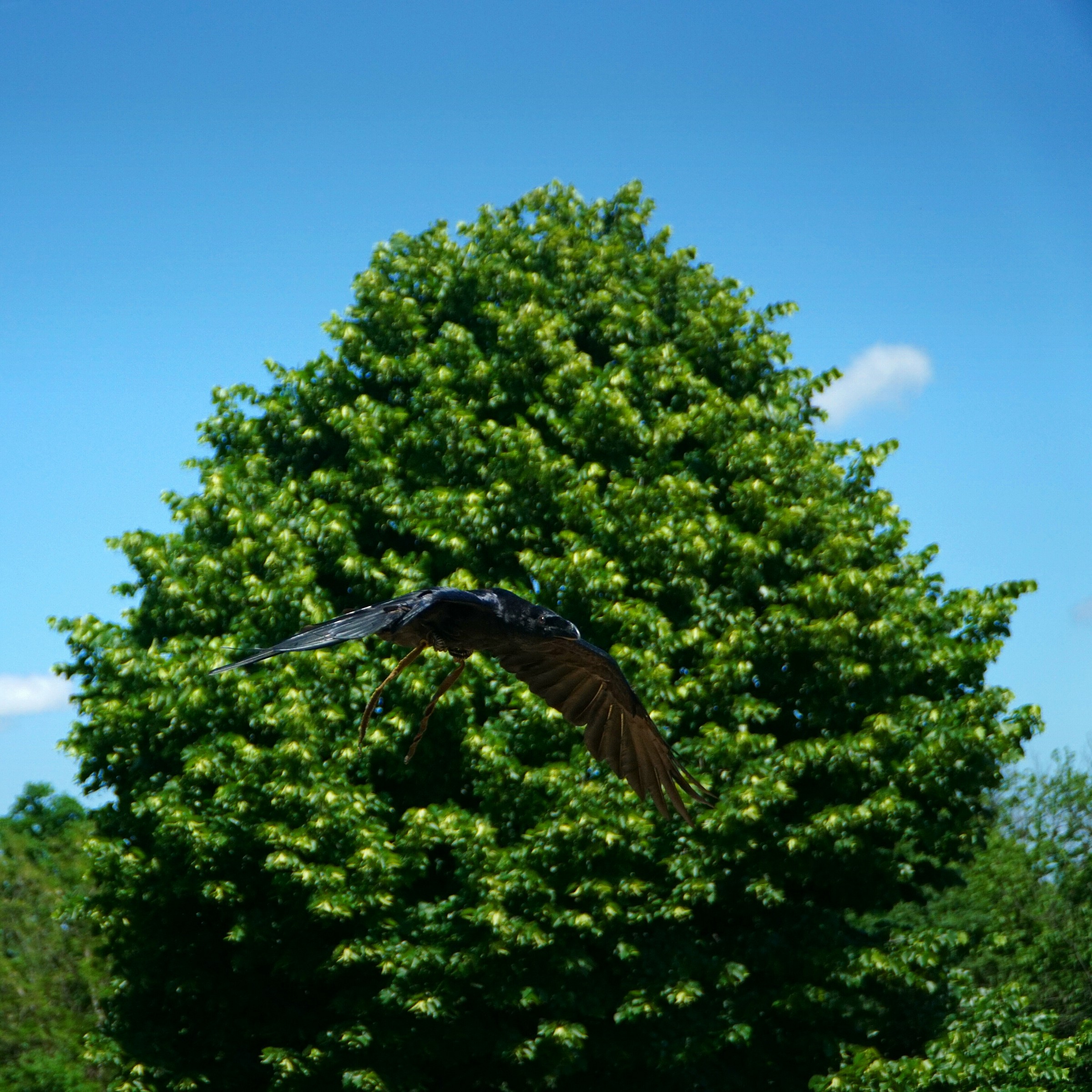 in mezzo alla pianta..