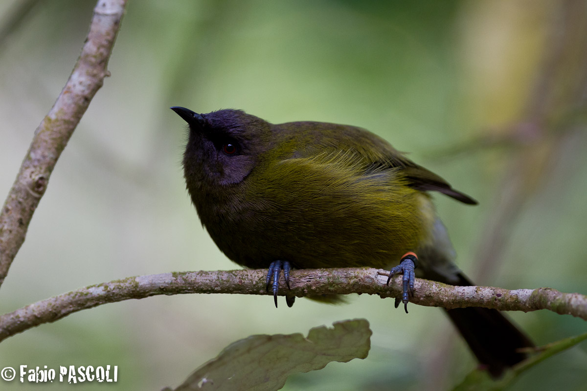 Bellbird