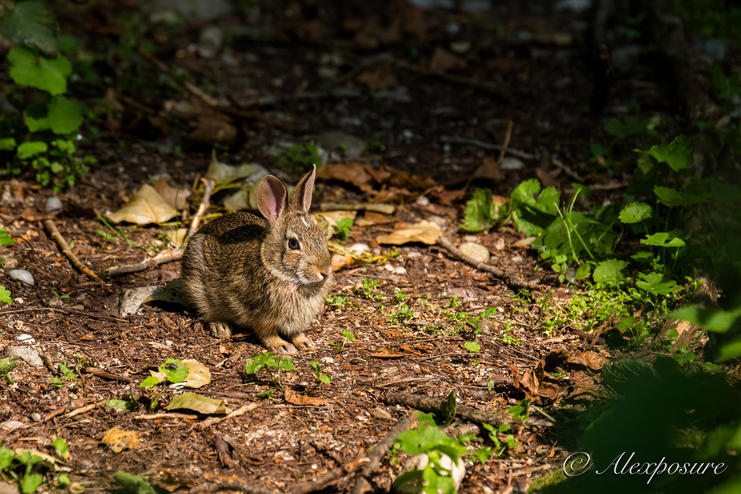 Two ears in a ray of light