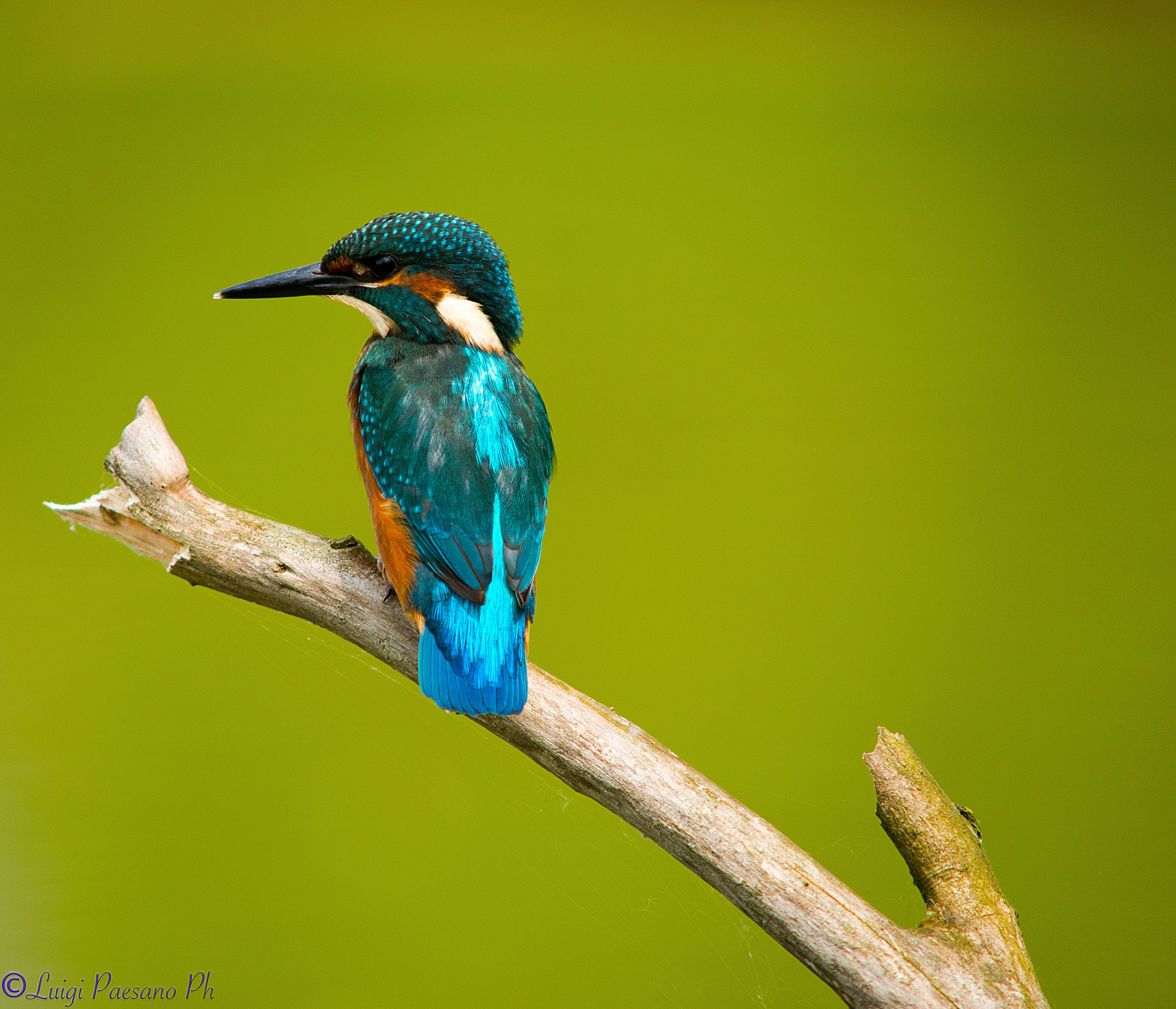 Kingfisher