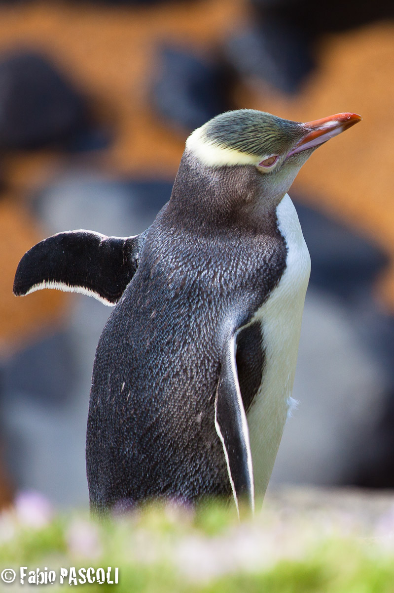 yellow eyes penguin