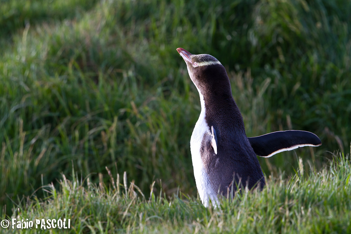 yellow eyes penguin