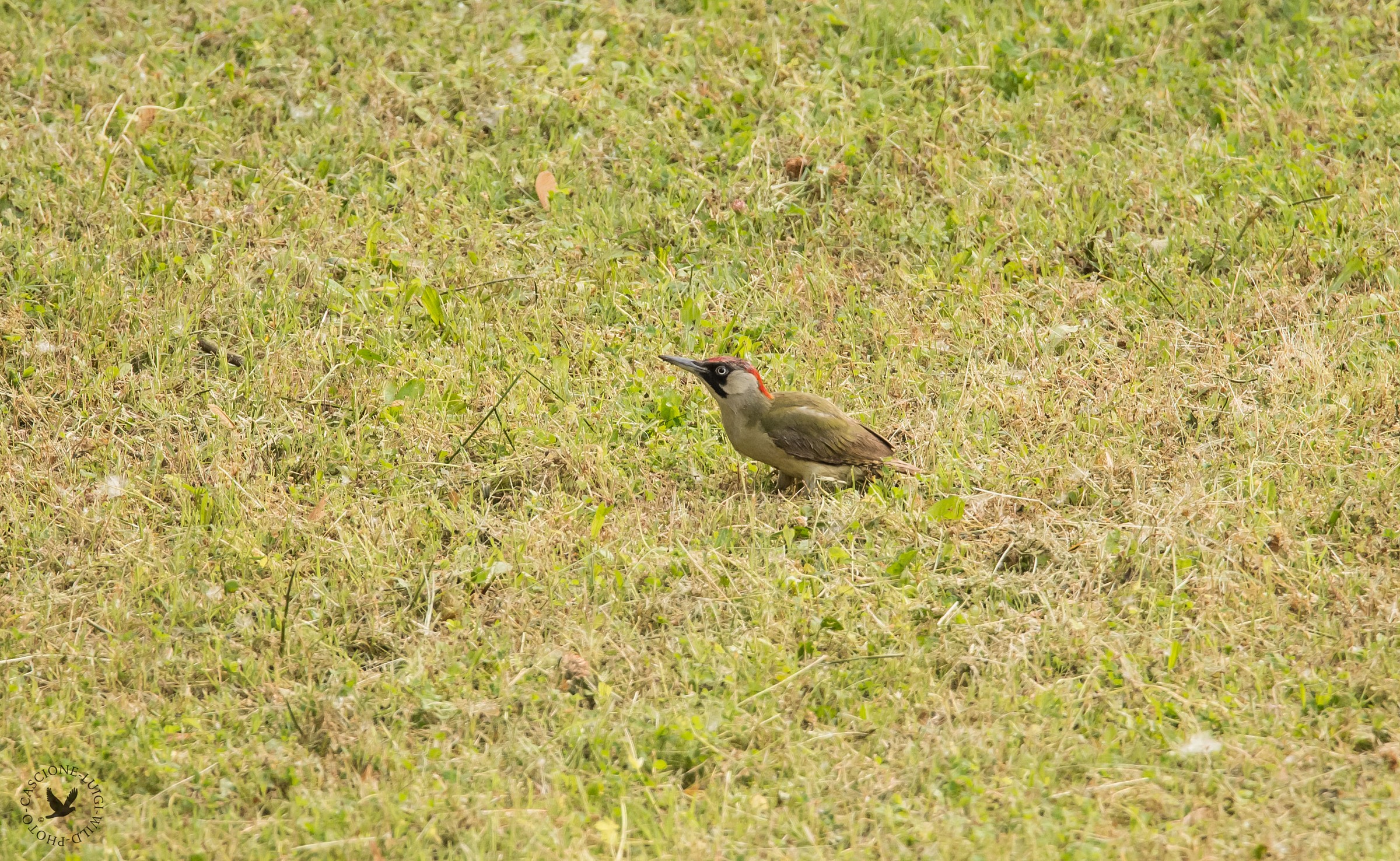 Quel furbastro del picchio verde!!!!