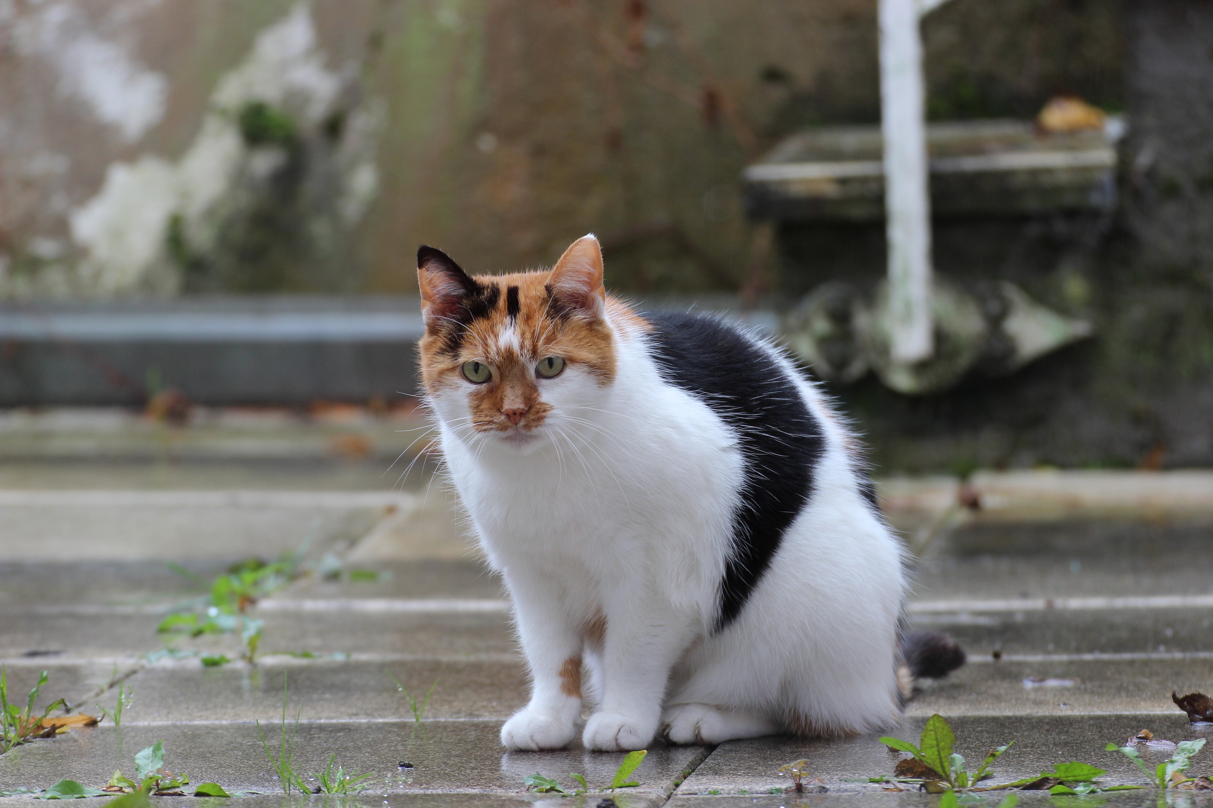 The cat that I was spying