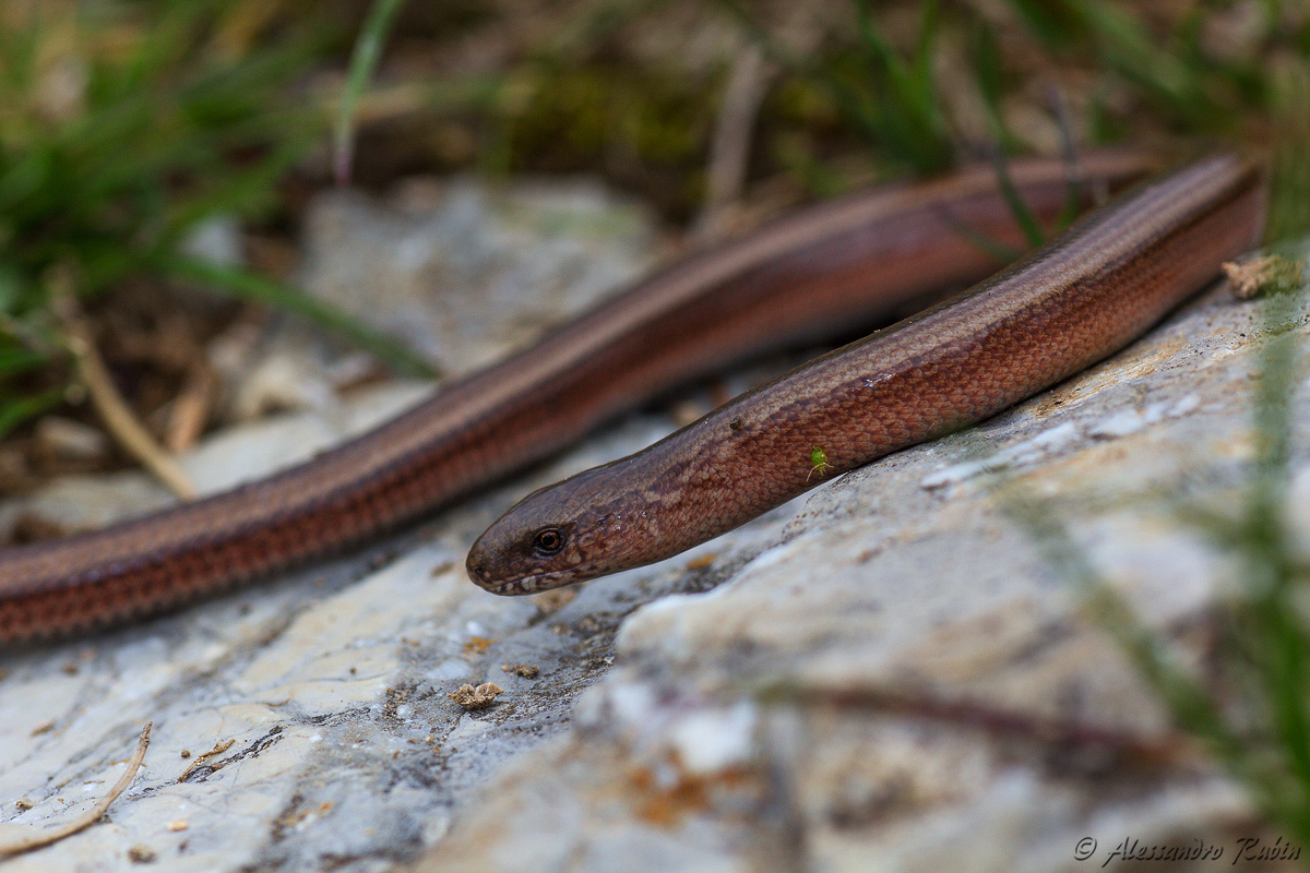 Anguis fragilis