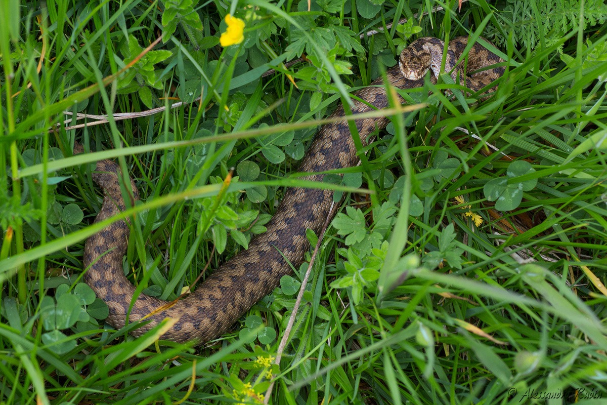 Vipera berus