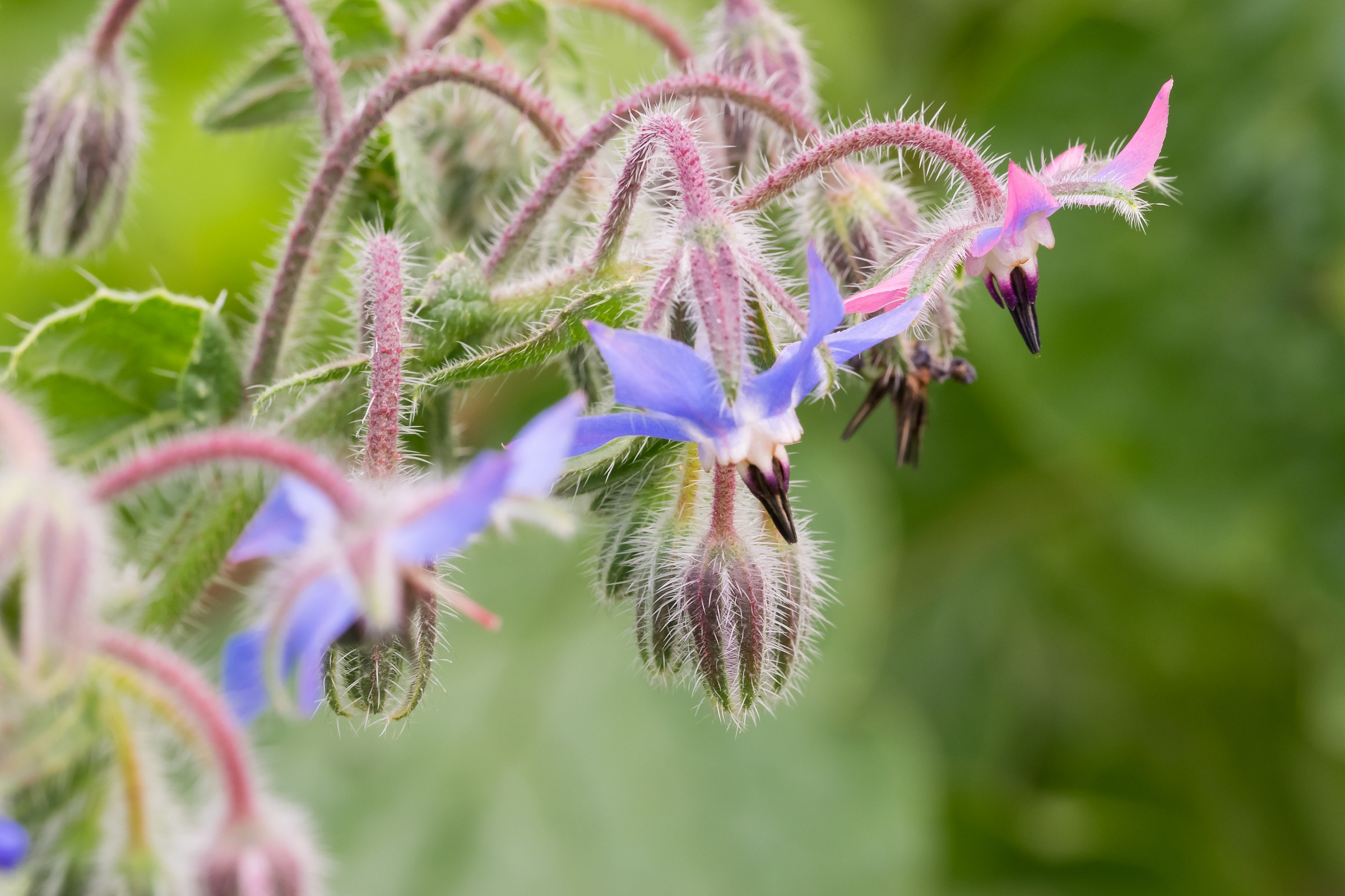 Borage