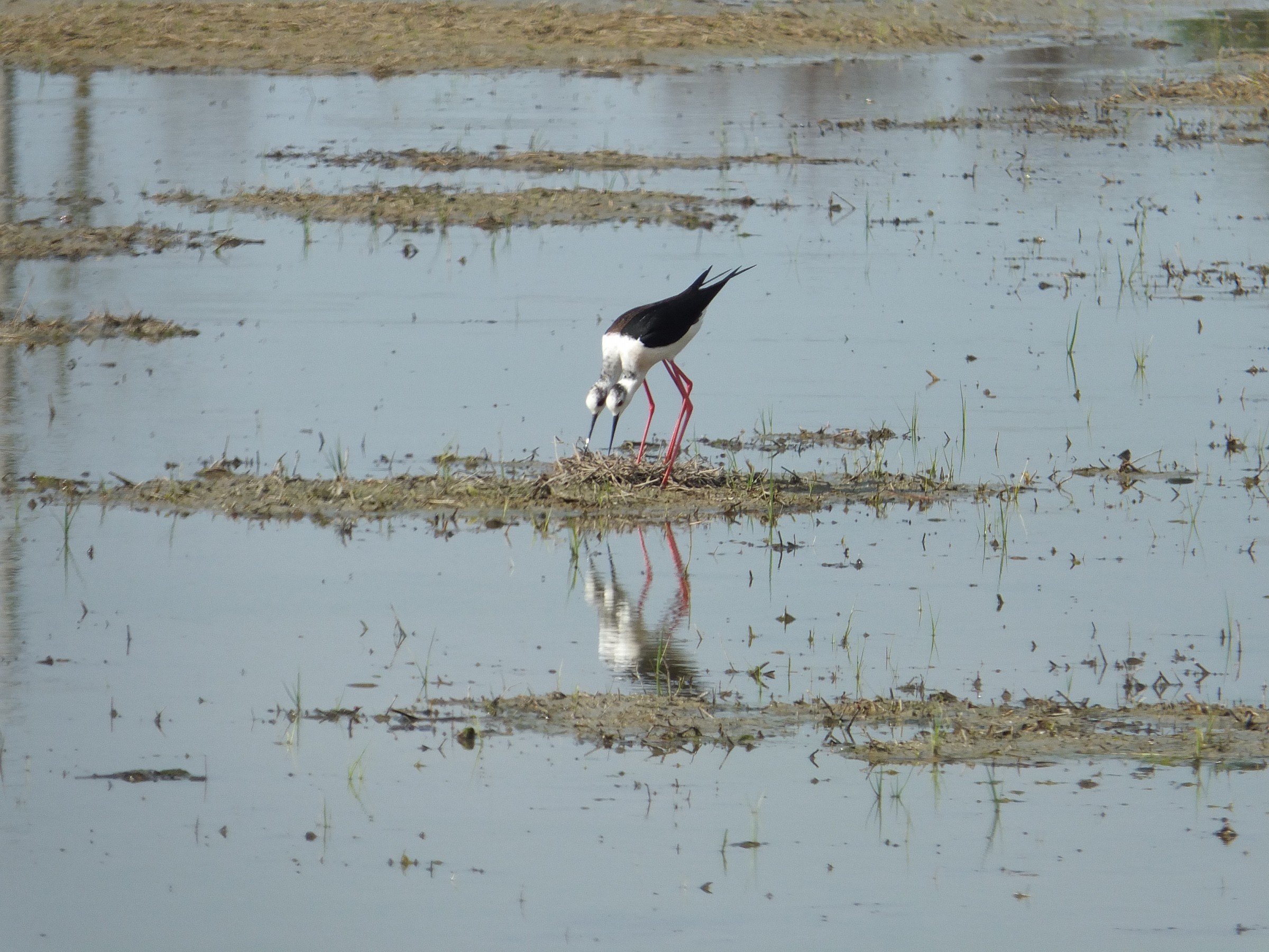 Neighbours Neighbours