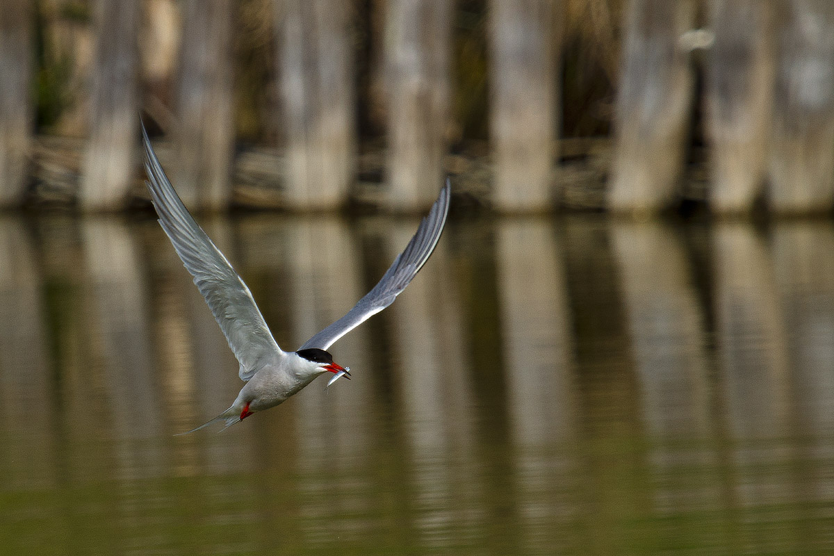 Tern