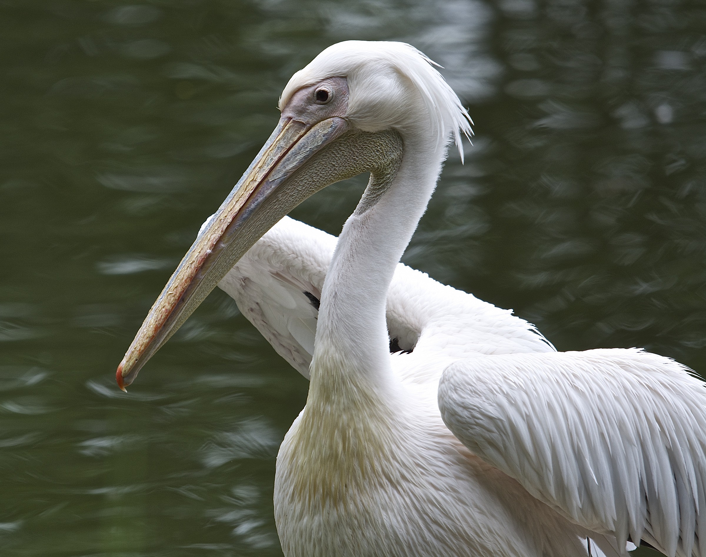 Pelican