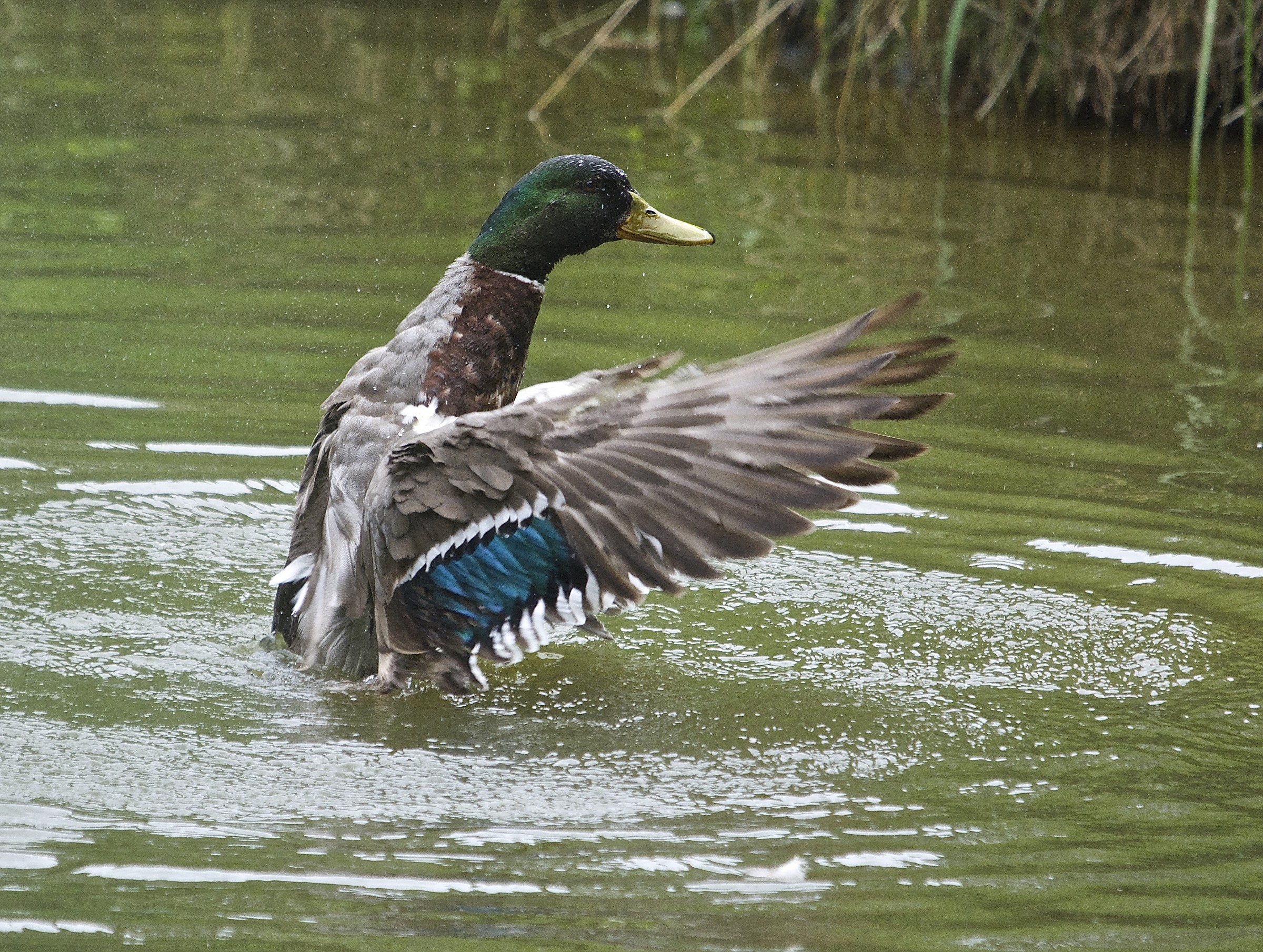 Mallard