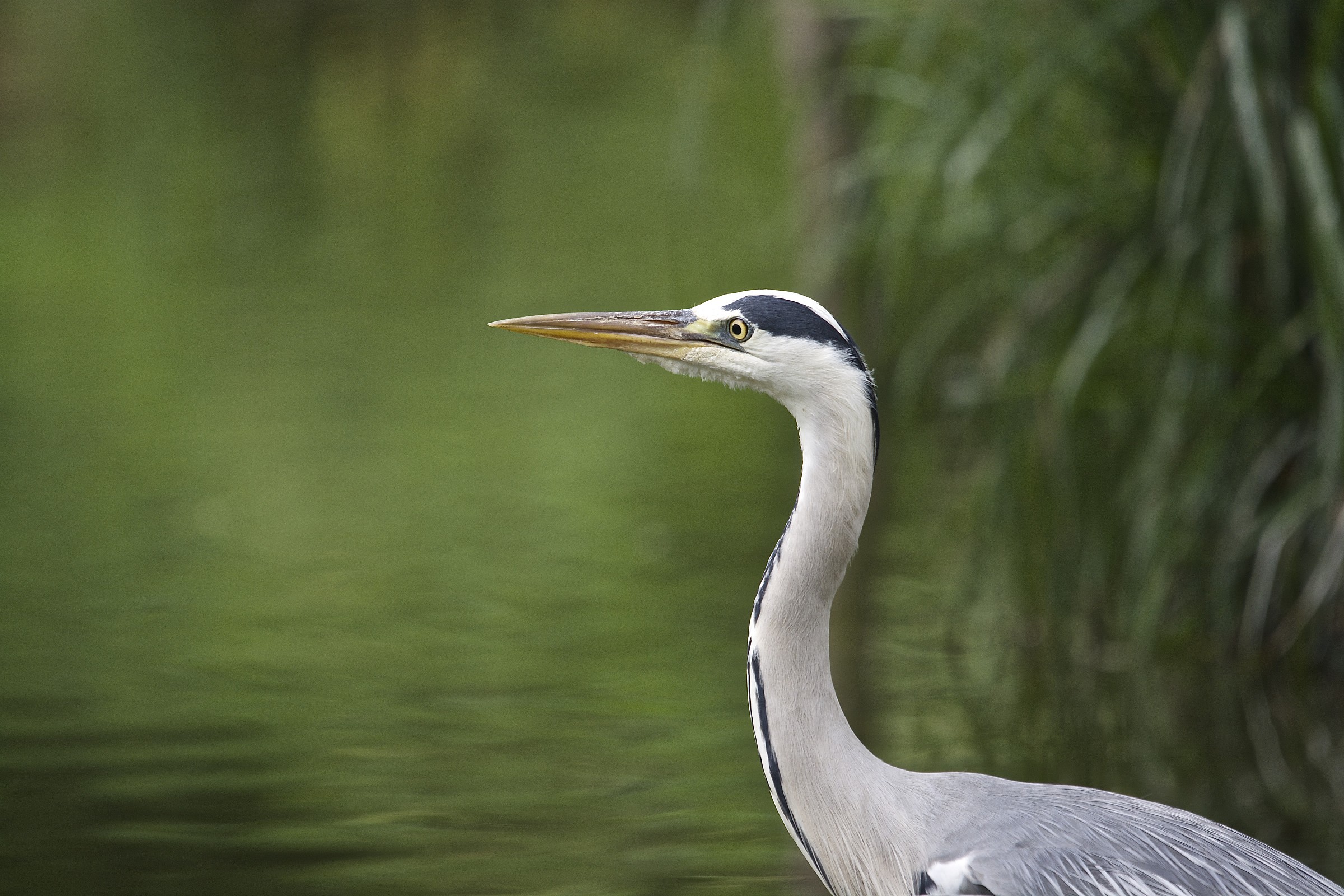 Grey Heron