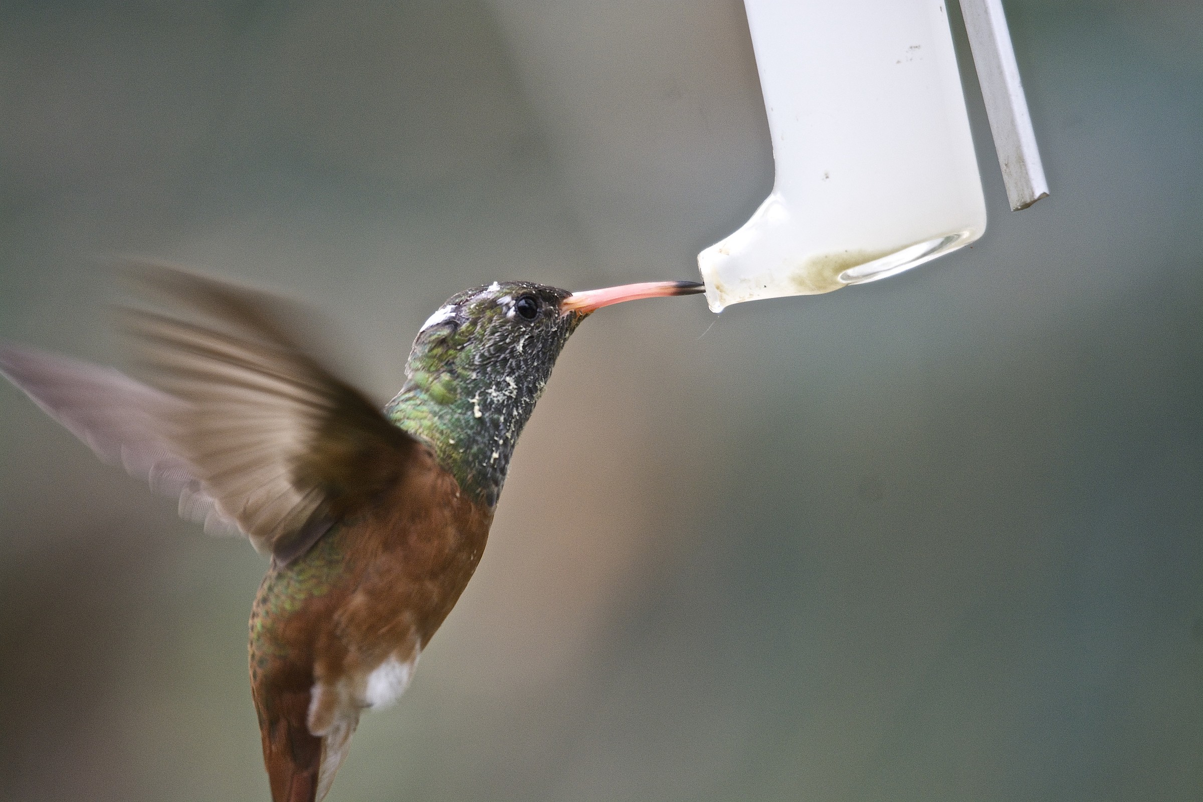 Hummingbird