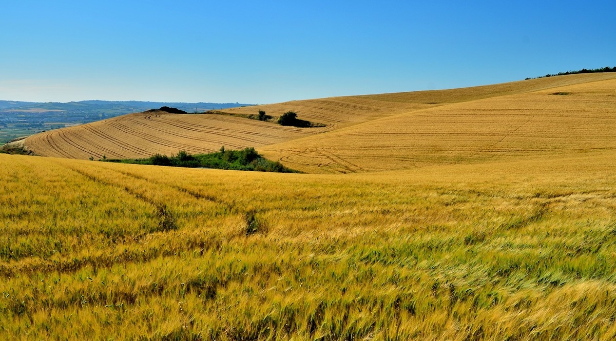 Accarezzato dal Vento