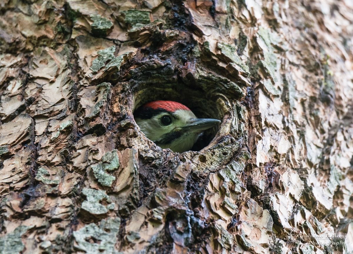Picchio Rosso Maggiore