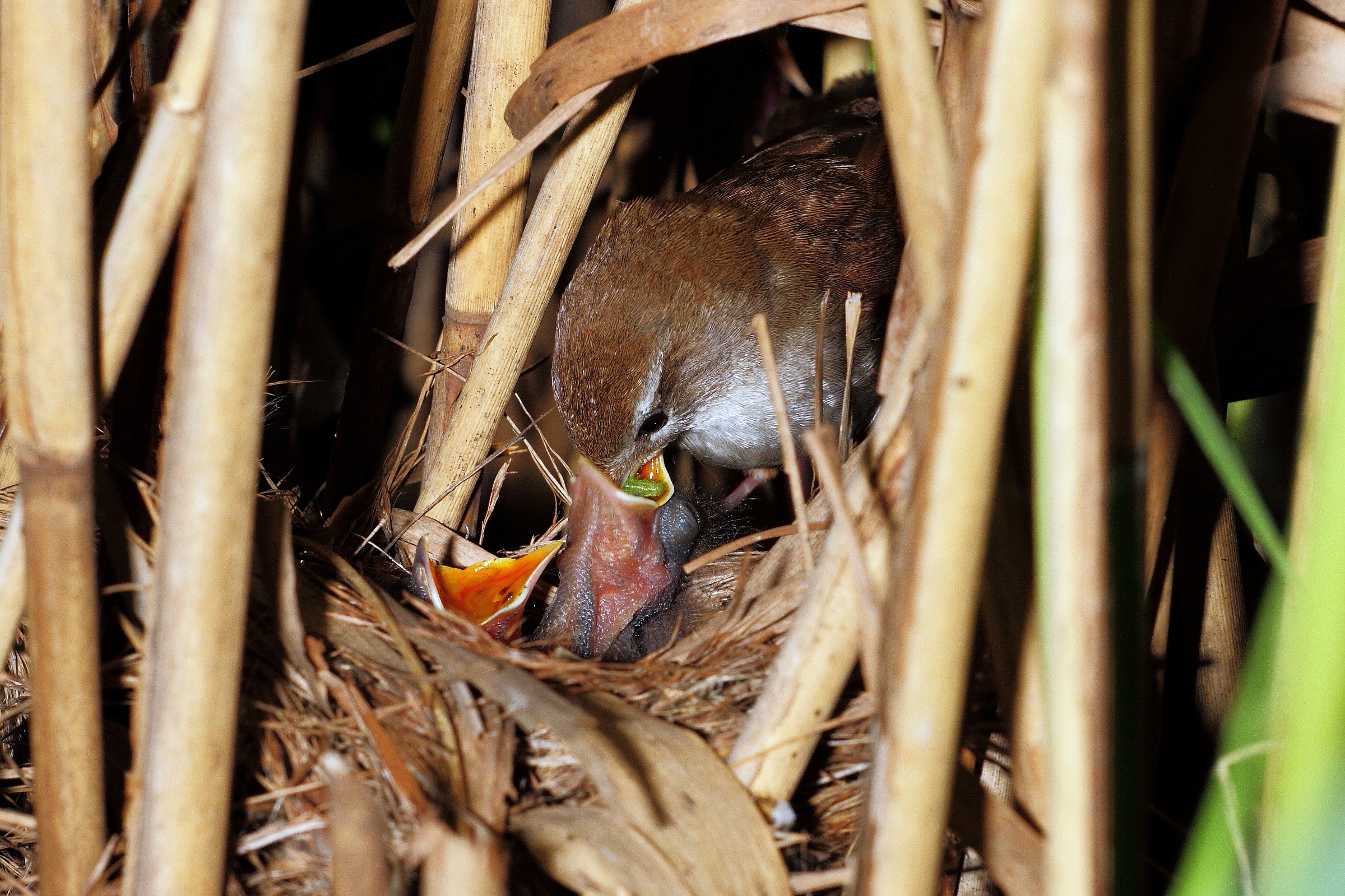 l 'inbeccata del usignolo di fiume