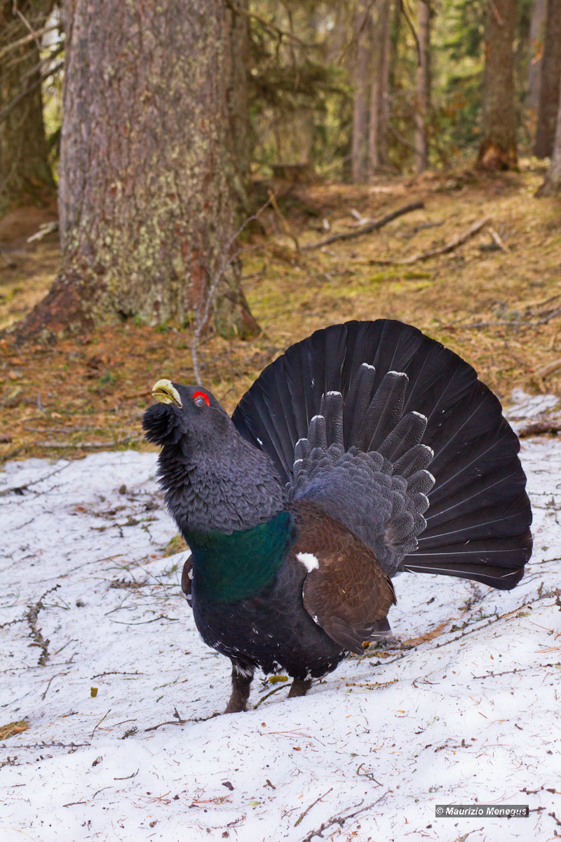 La membrana nittitante
