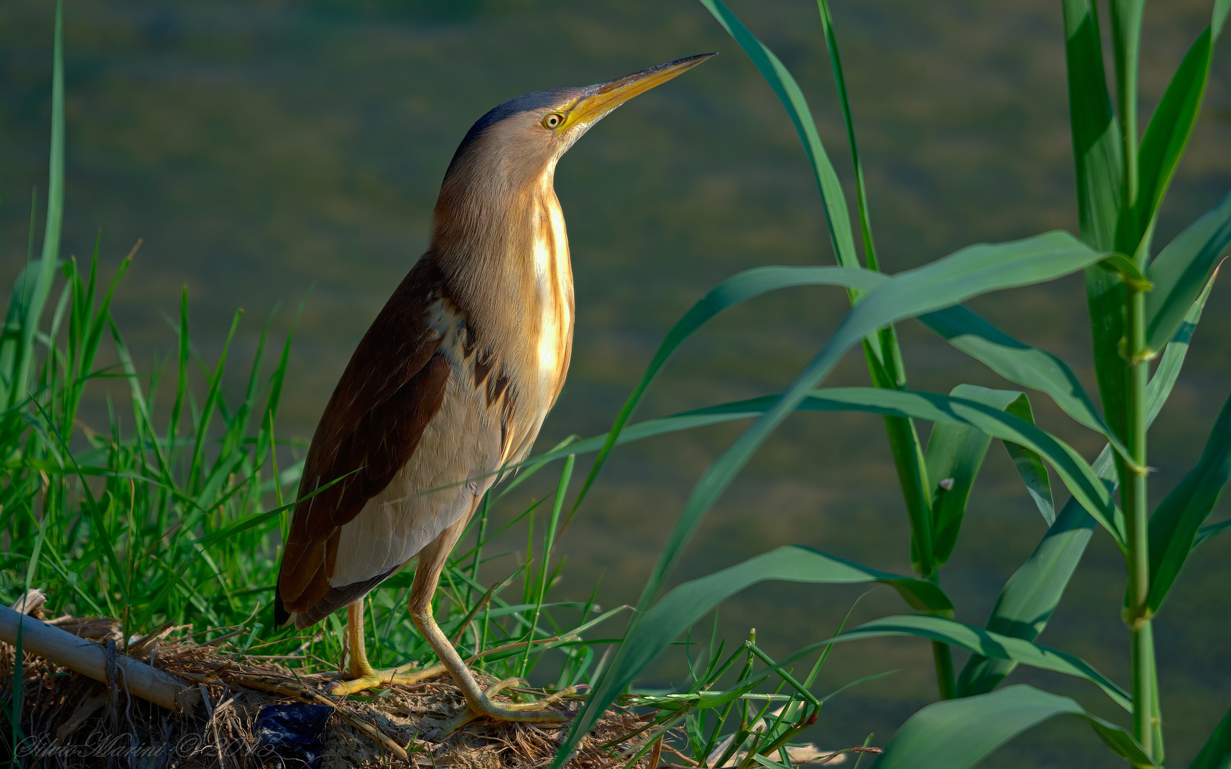 Tarabusino (Ixobrychus minutus)