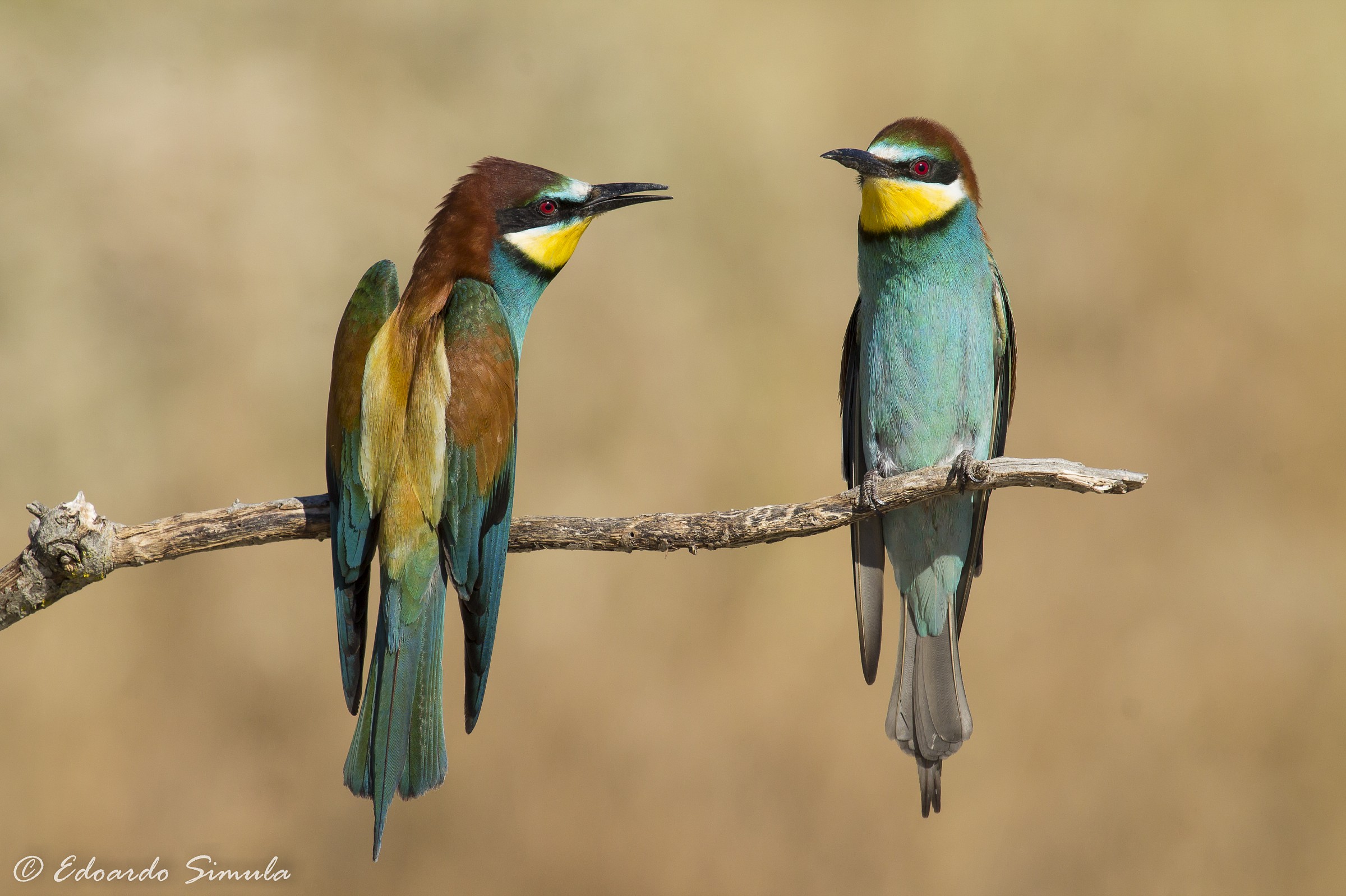 Gruccioni fronte/retro